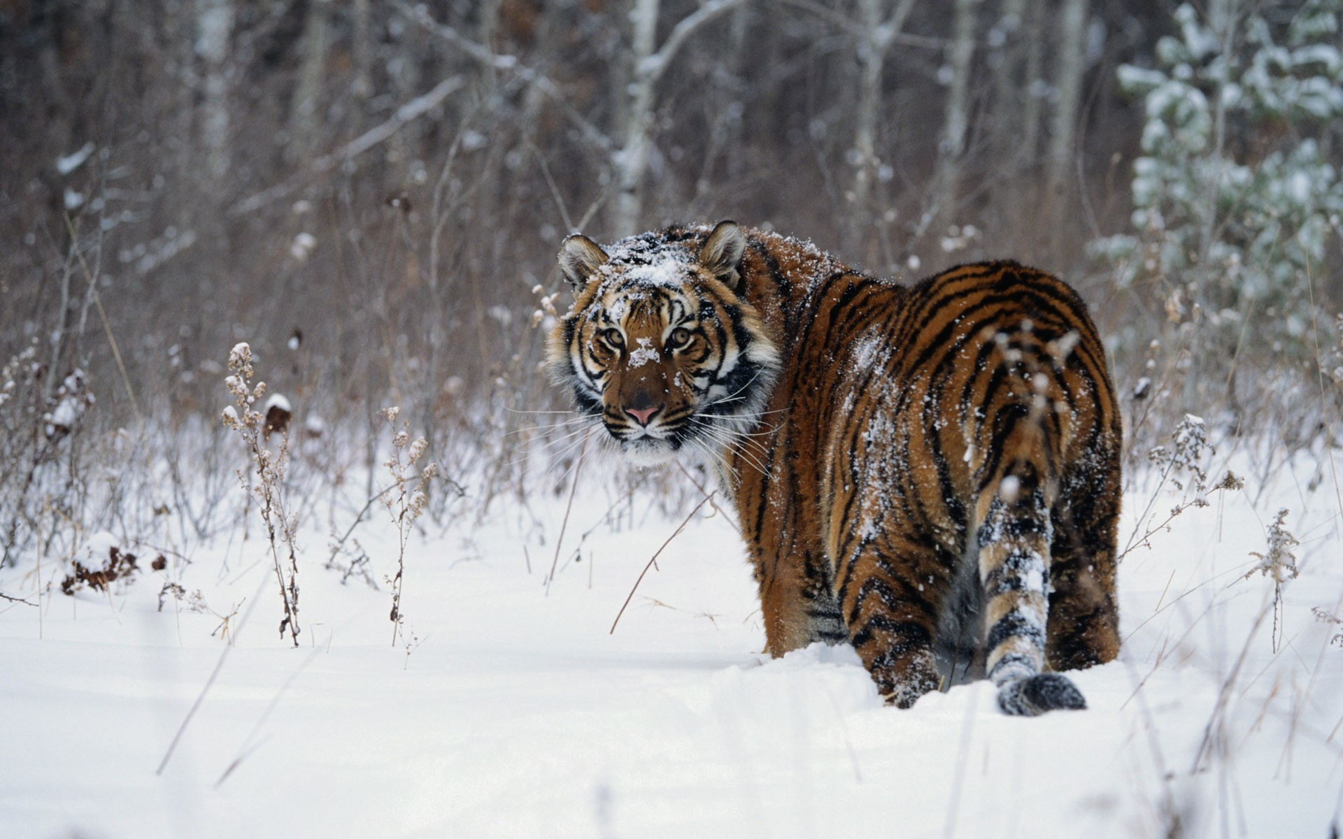 Обои тигр, снег, зима, tiger, snow, winter разрешение 1920x1200 Загрузить