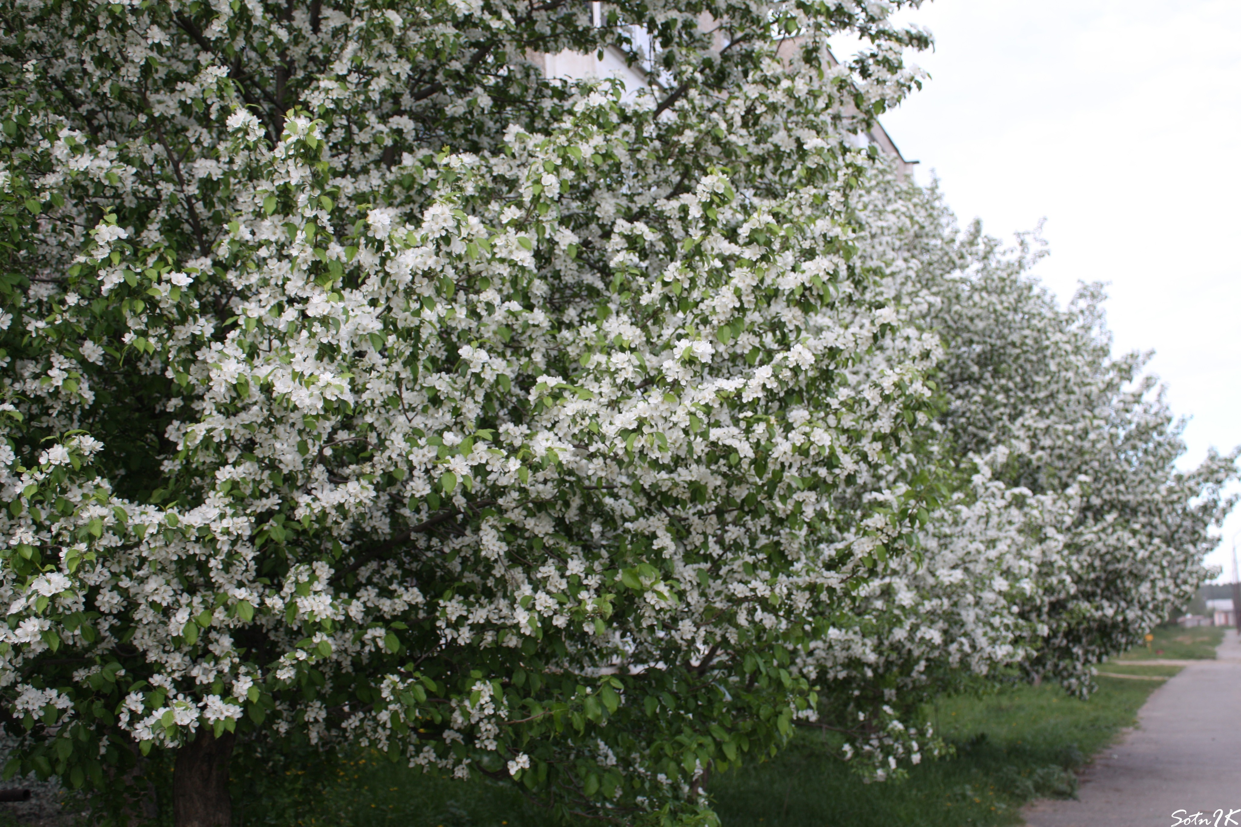 Обои цветы, цветение, белый, весна, яблоня, flowers, flowering, white, spring, apple разрешение 4098x2732 Загрузить