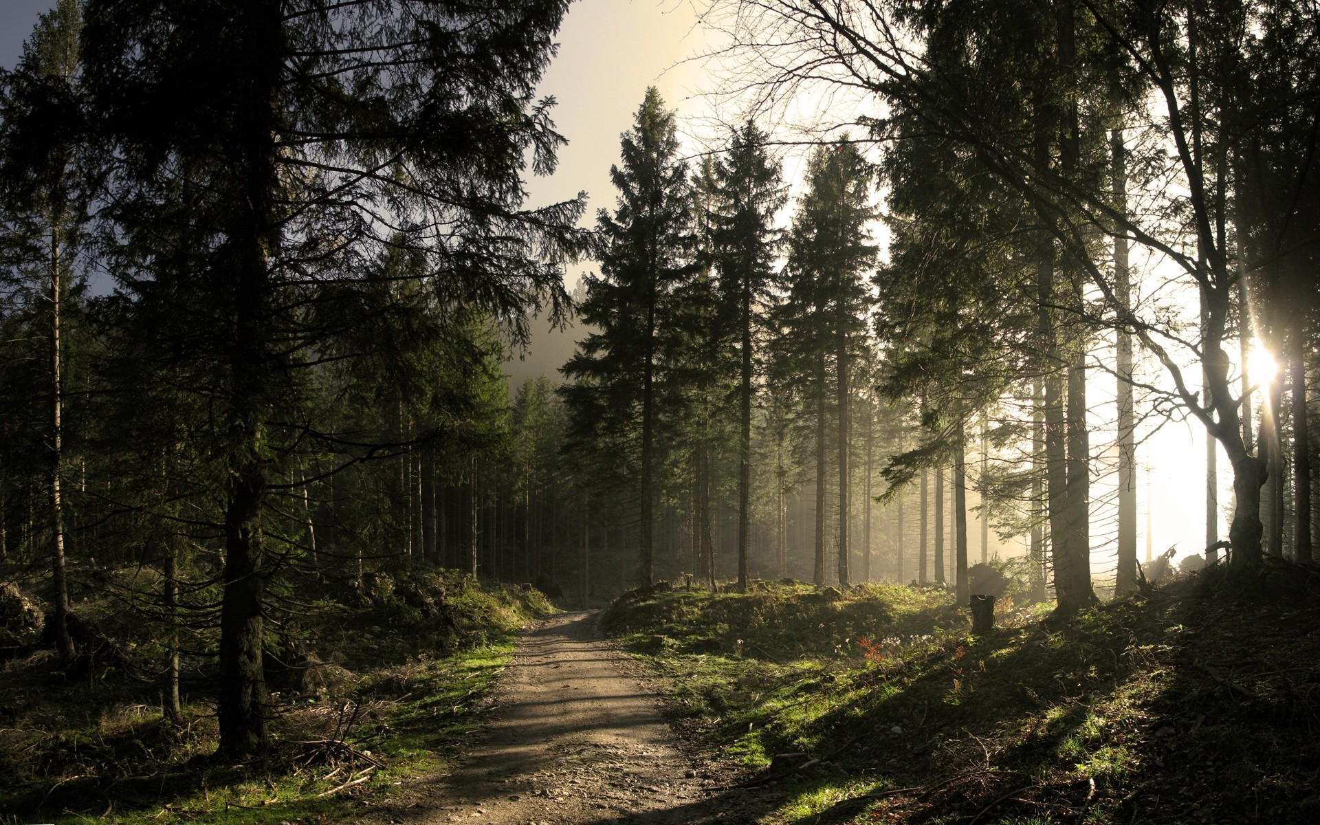 Обои дорога, солнце, лес, road, the sun, forest разрешение 1920x1200 Загрузить