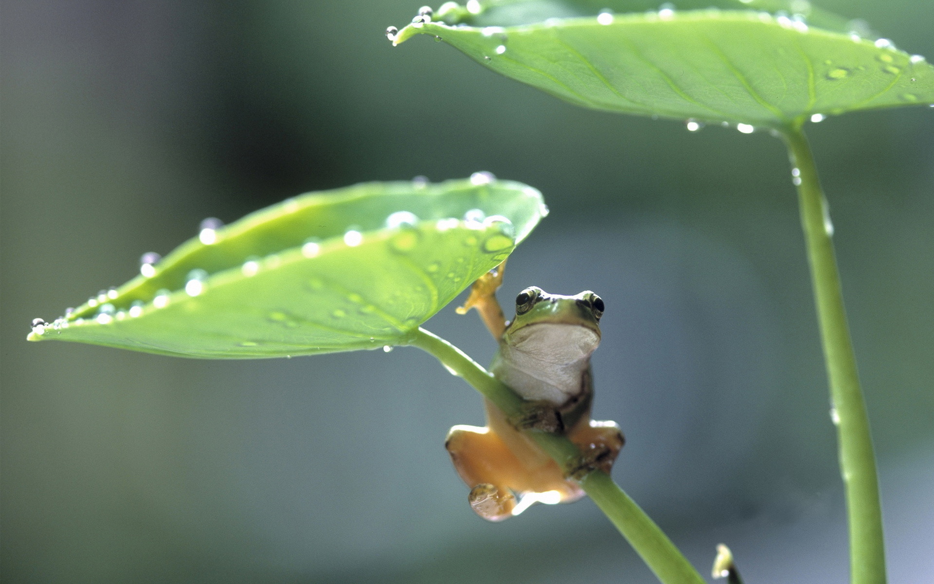 Обои листья, лягушка, лягуха, leaves, frog разрешение 1920x1200 Загрузить