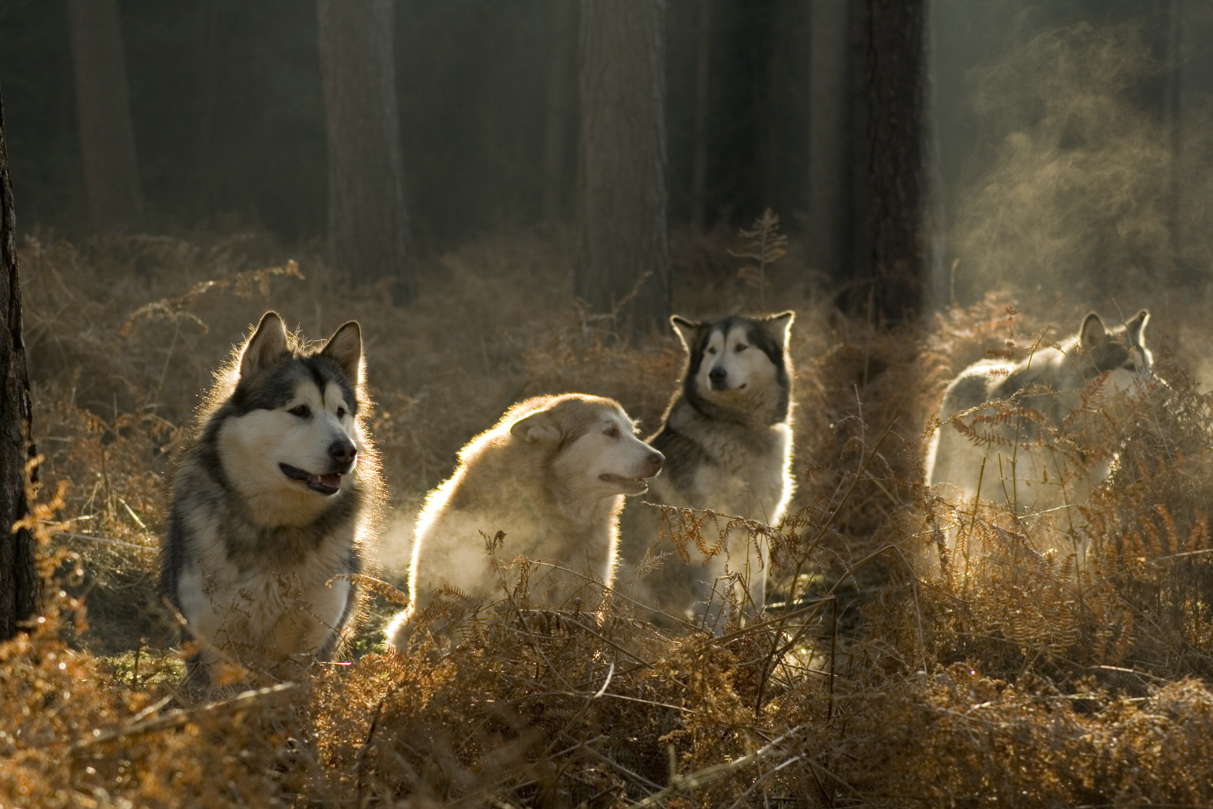 Обои солнце, лес, хаски, собаки, аляскинский маламут, the sun, forest, husky, dogs, alaskan malamute разрешение 3888x2592 Загрузить