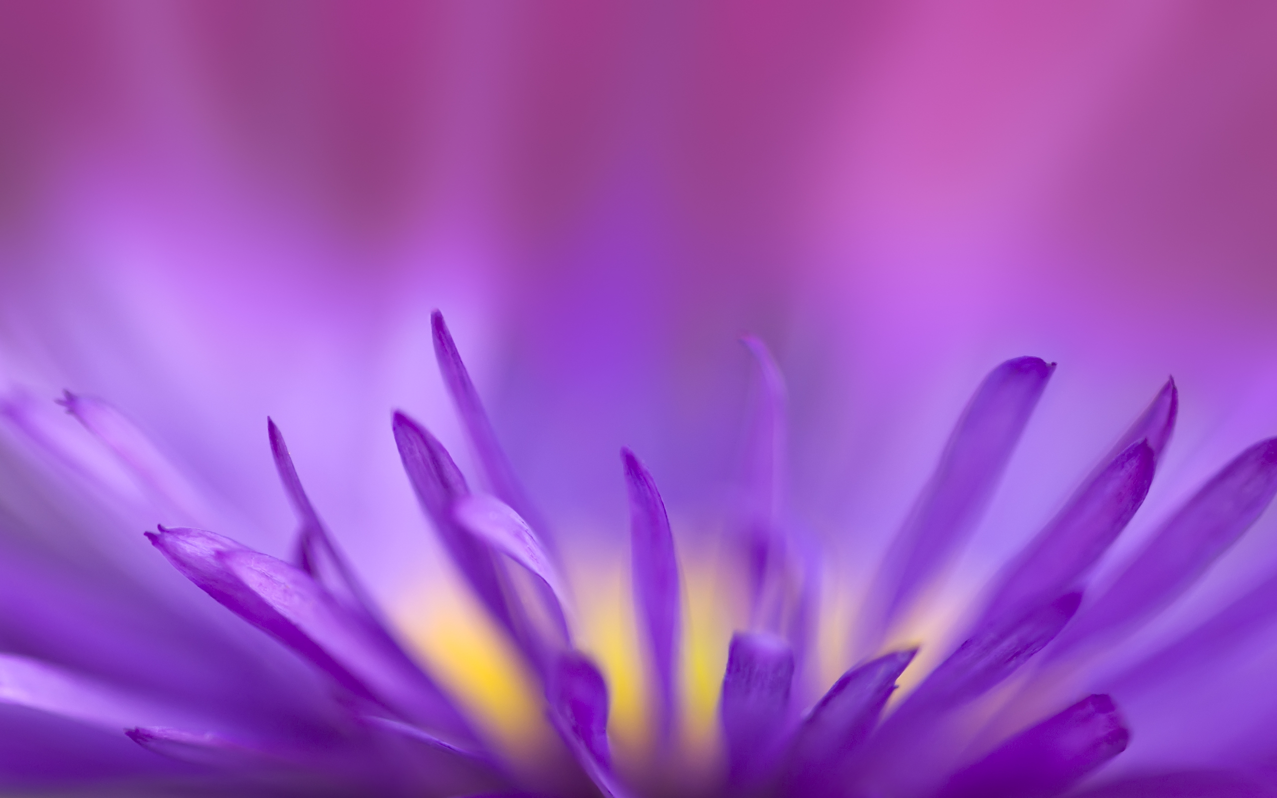 Обои цветок, фиолетовый, хрупкий, flower, purple, fragile разрешение 2560x1600 Загрузить