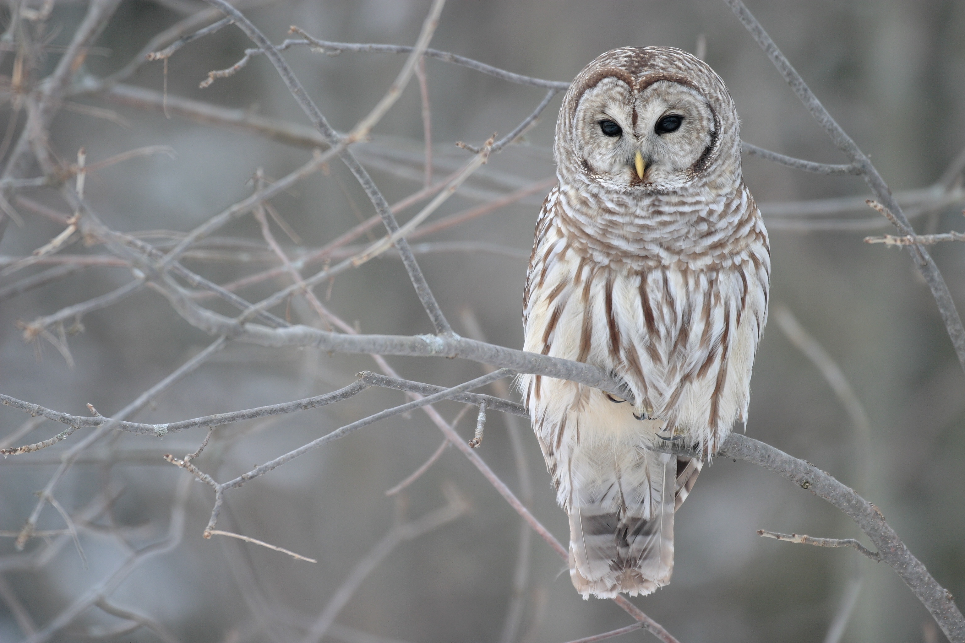 Обои сова, дерево, зима, ветви, осень, серый, owl, tree, winter, branch, autumn, grey разрешение 3072x2048 Загрузить