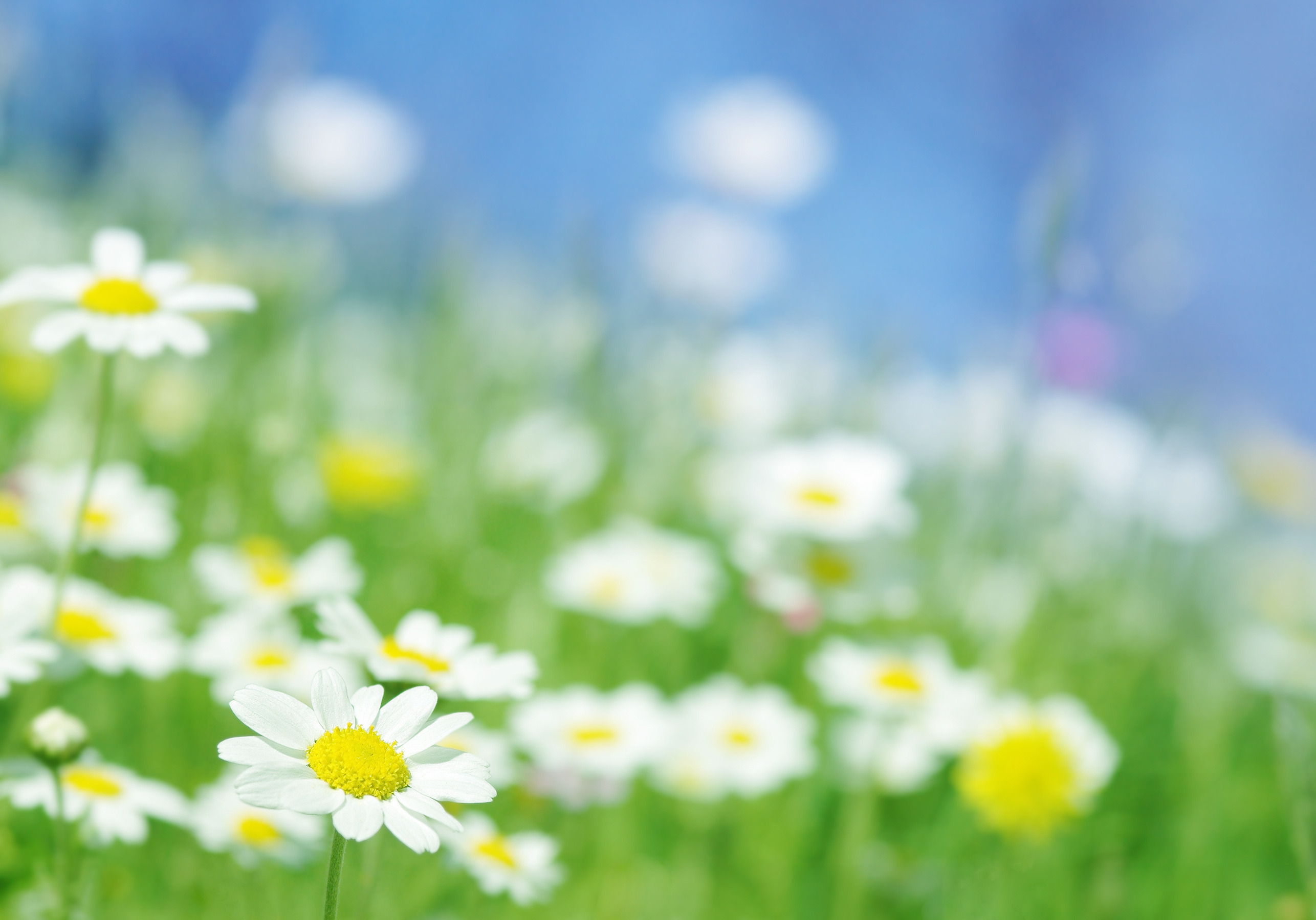 Обои свет, цветы, макро, лучи, поле, сад, ромашка, ромашки, light, flowers, macro, rays, field, garden, daisy, chamomile разрешение 2572x1800 Загрузить