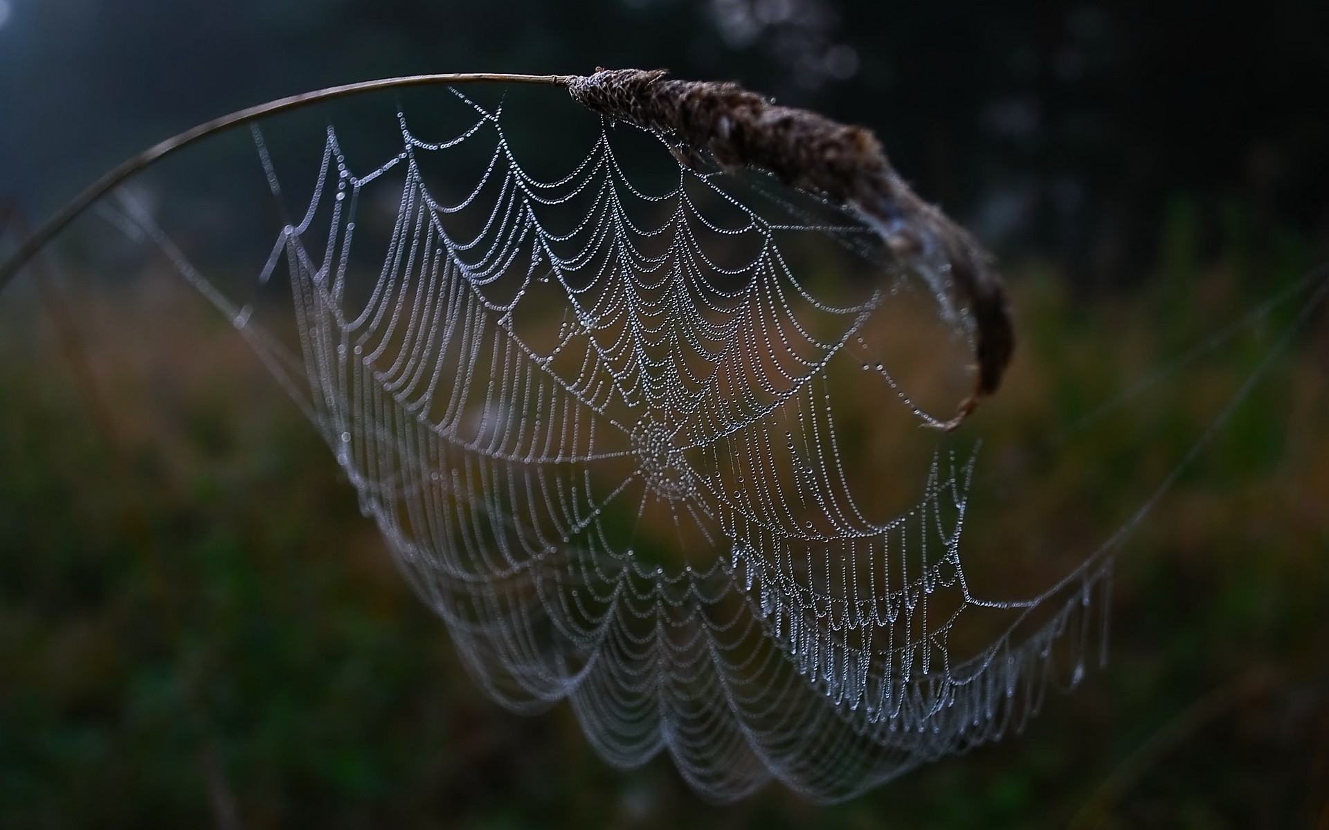 Обои капли, паутина, drops, web разрешение 1920x1200 Загрузить