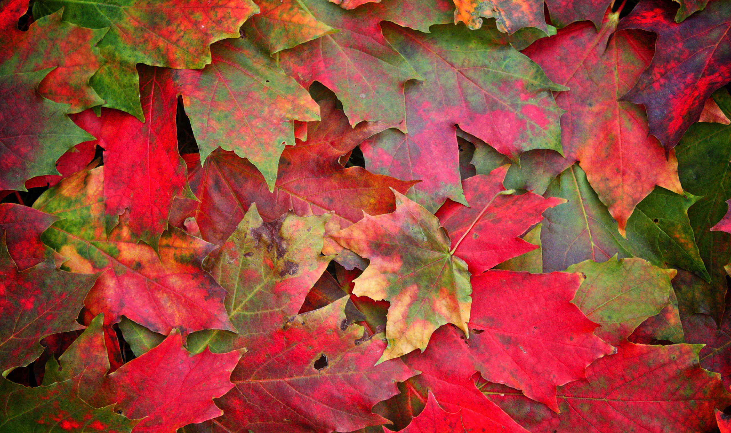 Обои листья, макро, фото, осень, осенние обои, leaves, macro, photo, autumn, autumn wallpaper разрешение 2560x1515 Загрузить