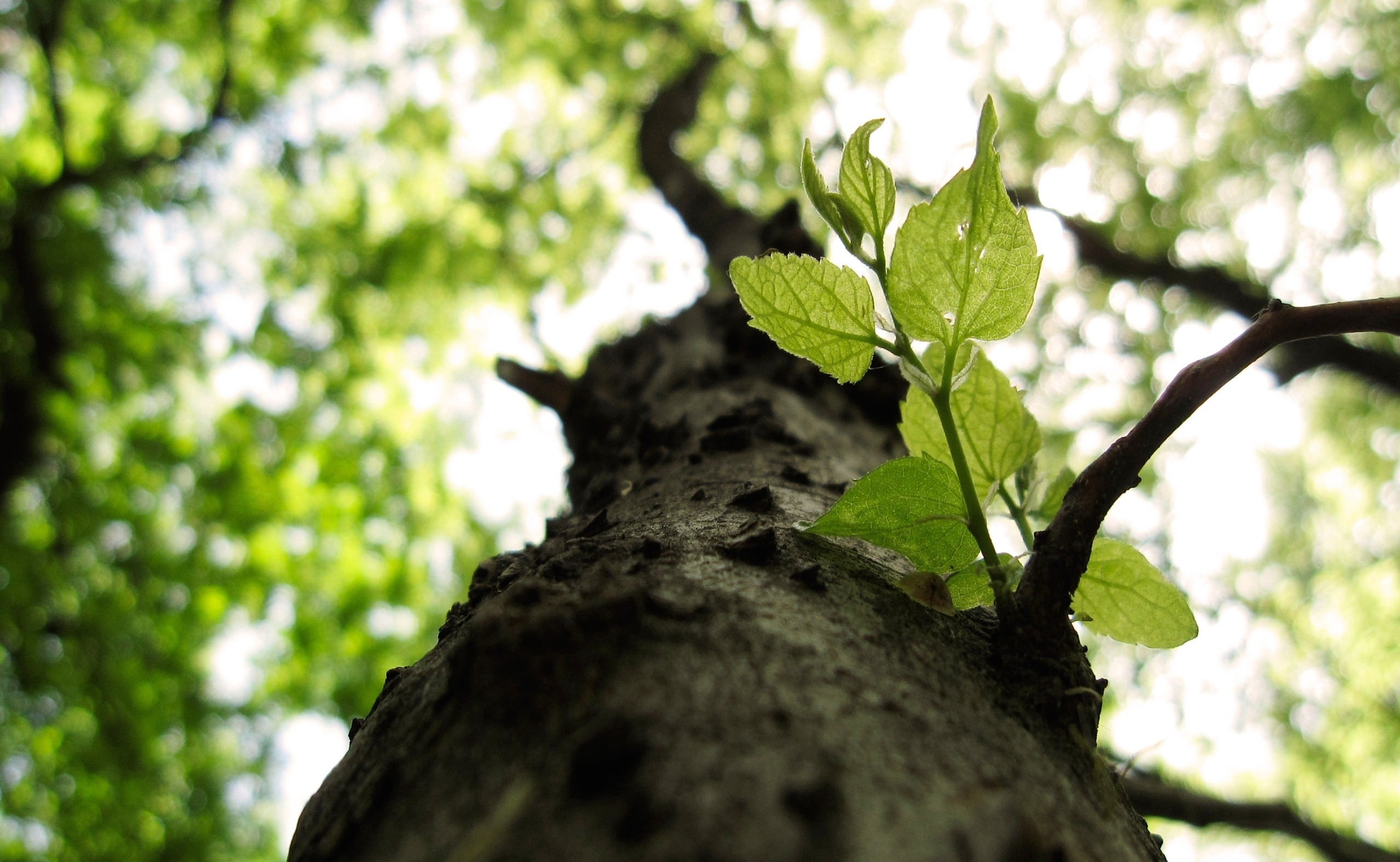 Обои природа, дерево, листья, макро, ветки, nature, tree, leaves, macro, branches разрешение 2560x1576 Загрузить