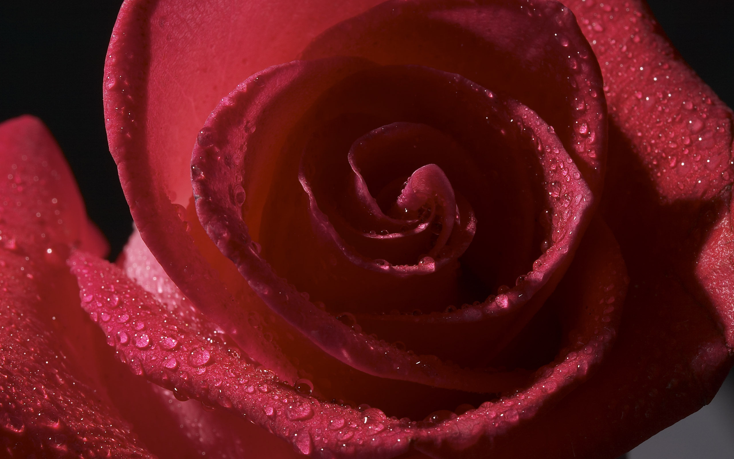 Обои цветы, роса, капли, роза, лепестки, бутон, flowers, rosa, drops, rose, petals, bud разрешение 2560x1600 Загрузить