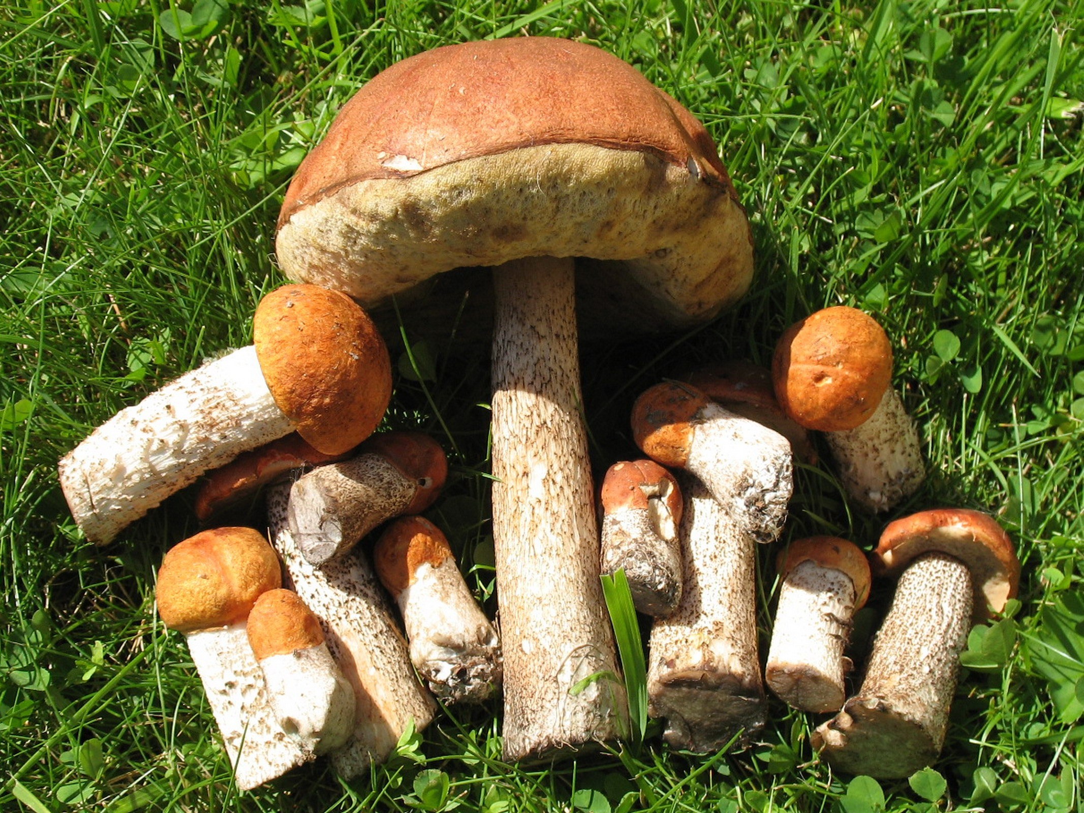 Обои трава, макро, грибы, grass, macro, mushrooms разрешение 2133x1600 Загрузить
