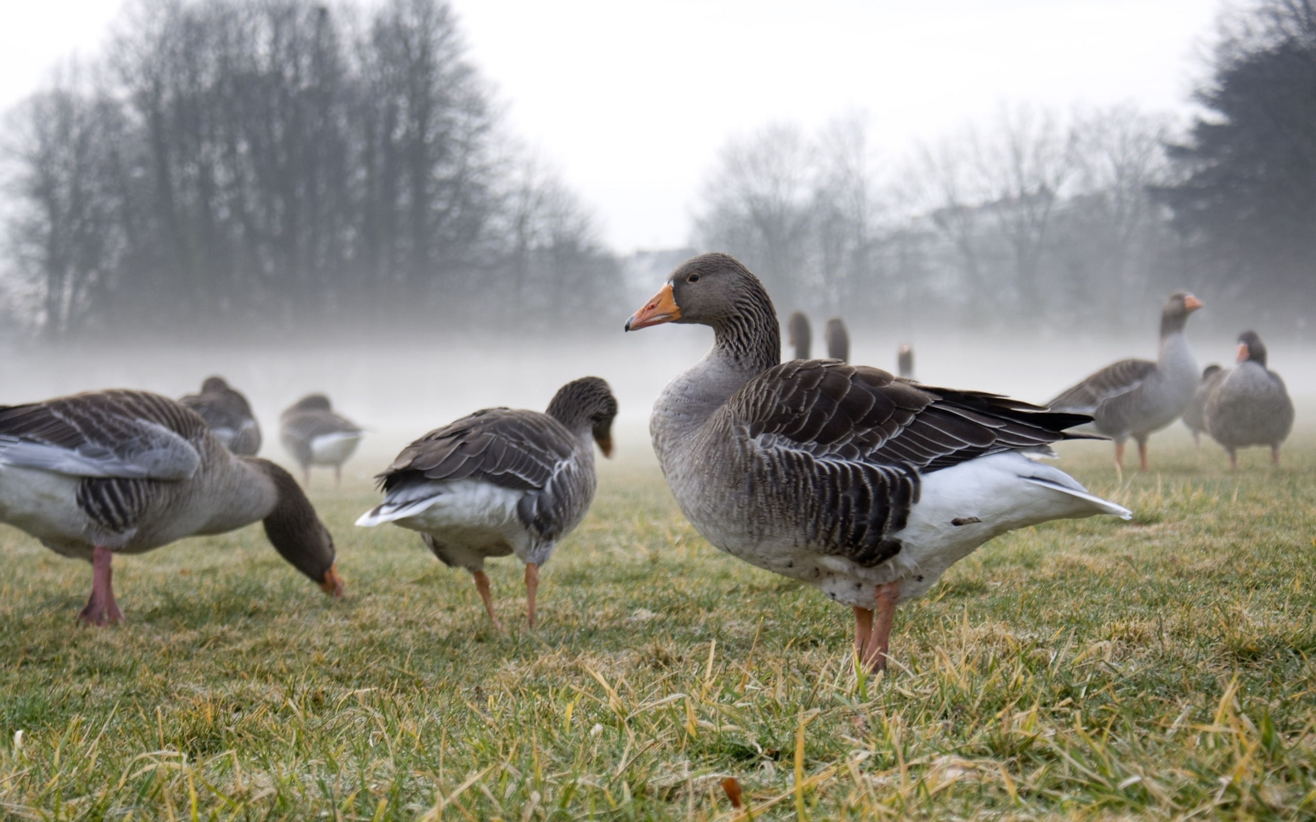 Обои трава, деревья, туман, осень, поляна, гуси, grass, trees, fog, autumn, glade, geese разрешение 2560x1600 Загрузить