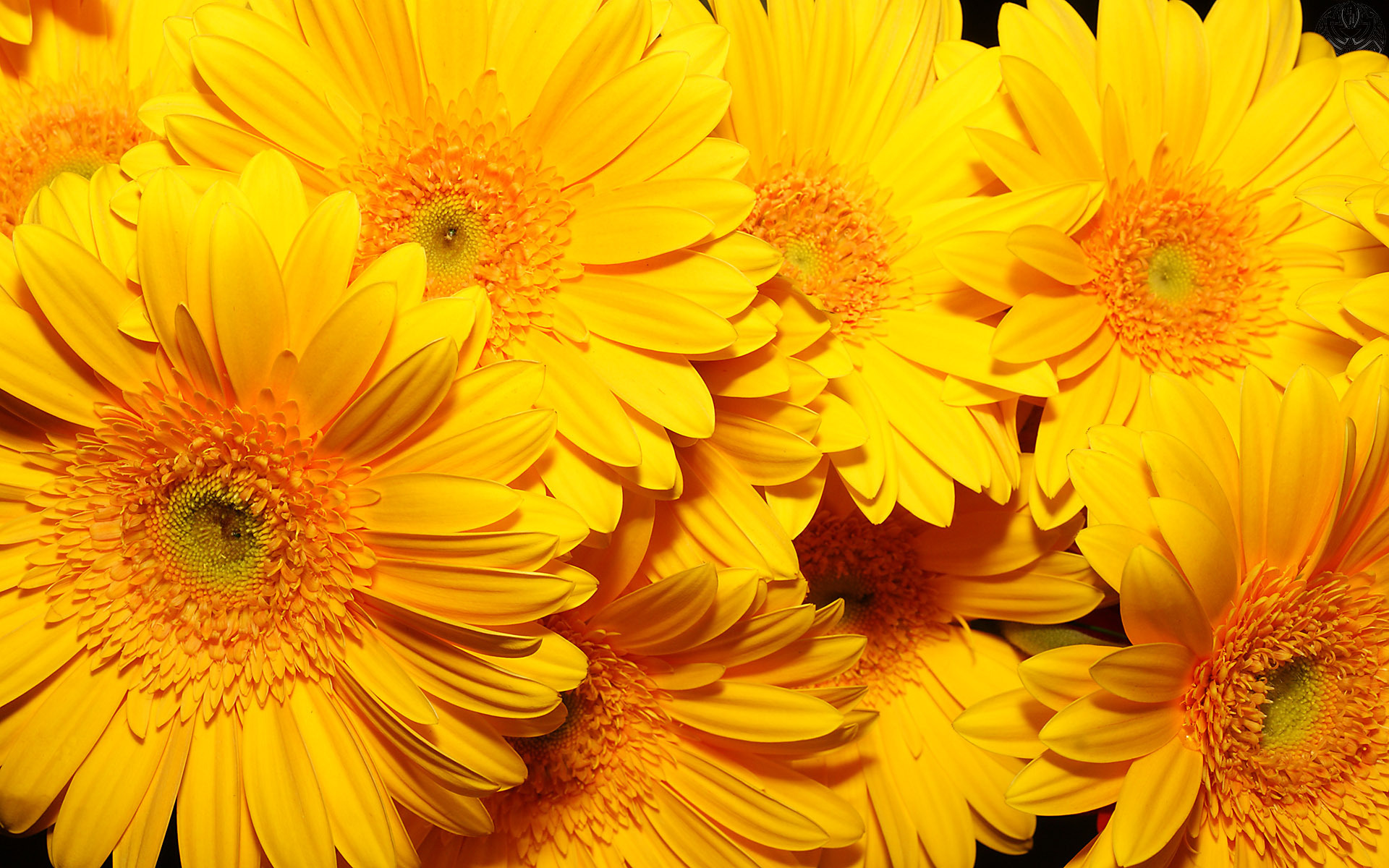 Обои цветы, фон, желтые, очень, flowers, background, yellow, very разрешение 1920x1200 Загрузить