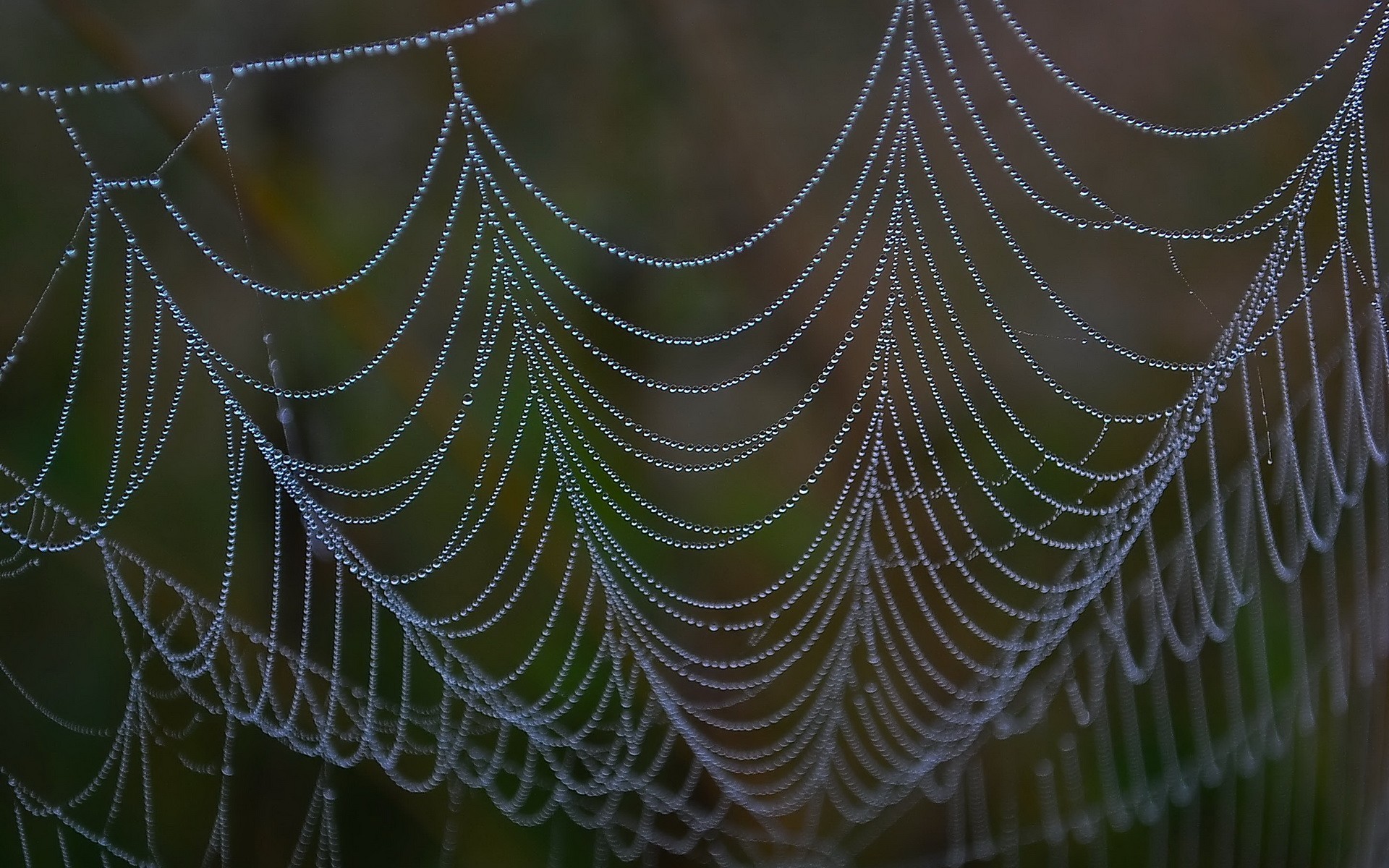 Обои капли, паутина, крупным планом, drops, web, closeup разрешение 1920x1200 Загрузить