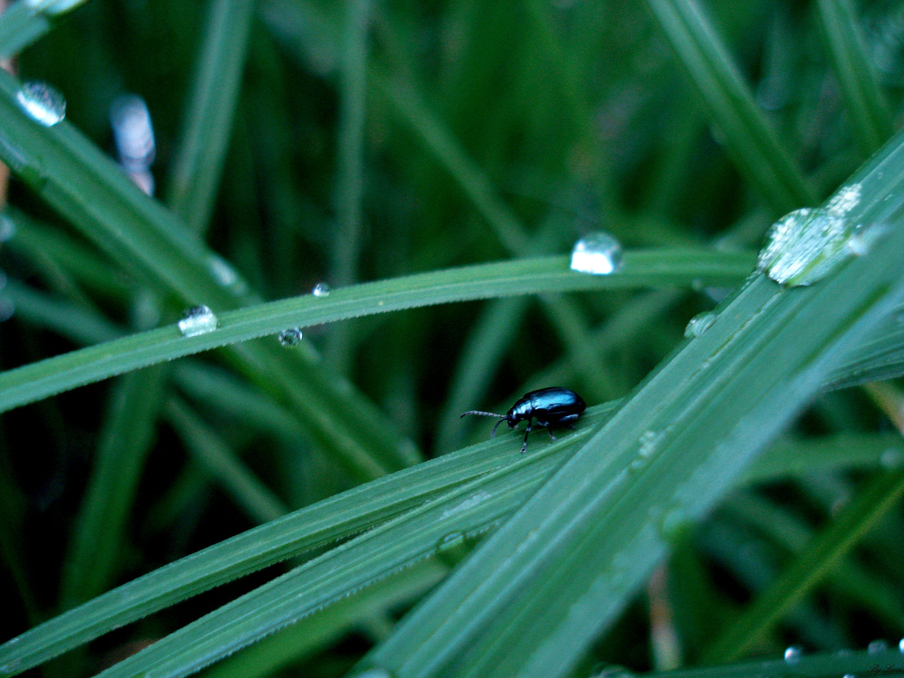 Обои трава, жук, капли, grass, beetle, drops разрешение 3072x2304 Загрузить