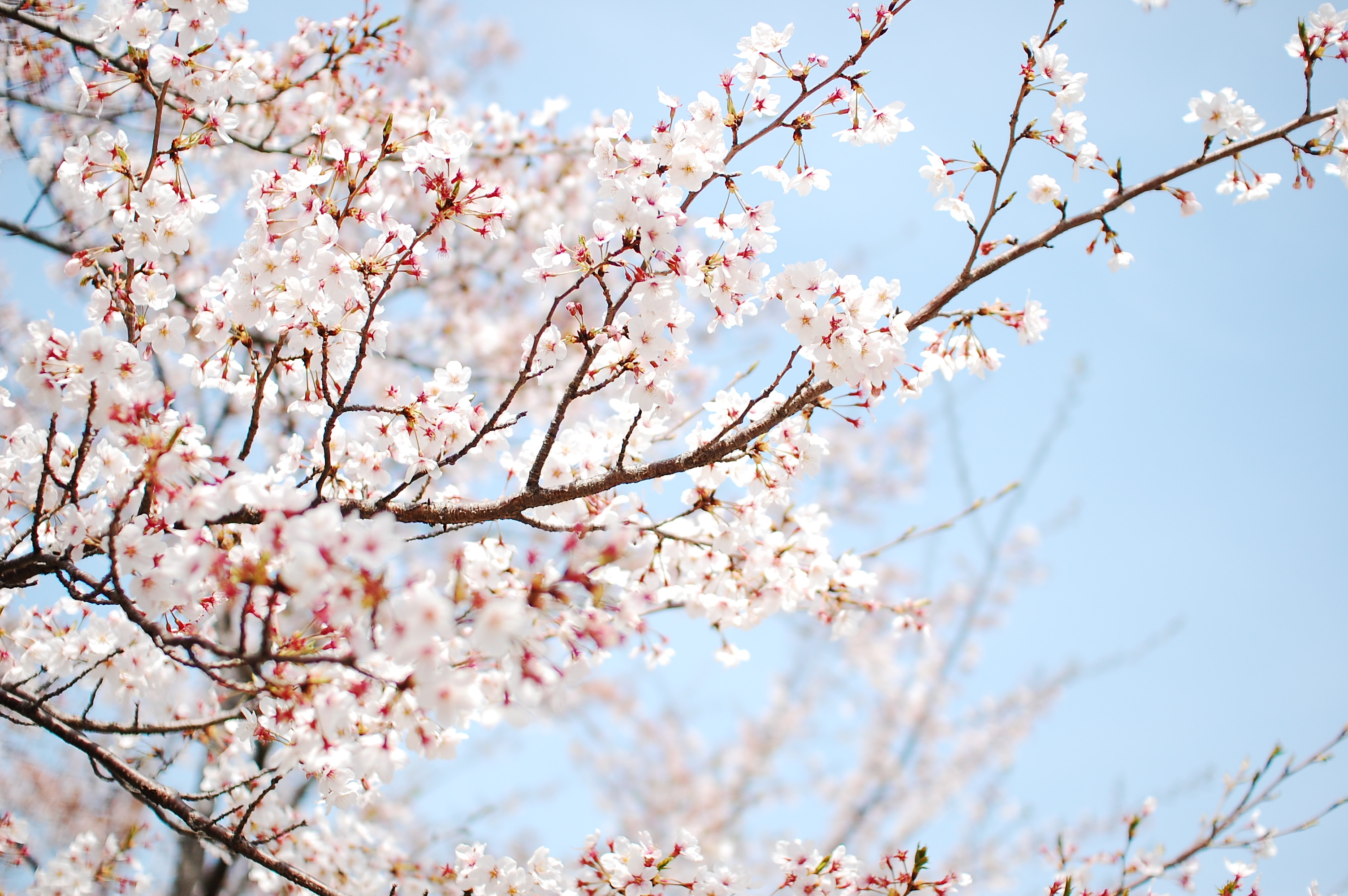 Обои дерево, цветение, весна, tree, flowering, spring разрешение 3008x2000 Загрузить