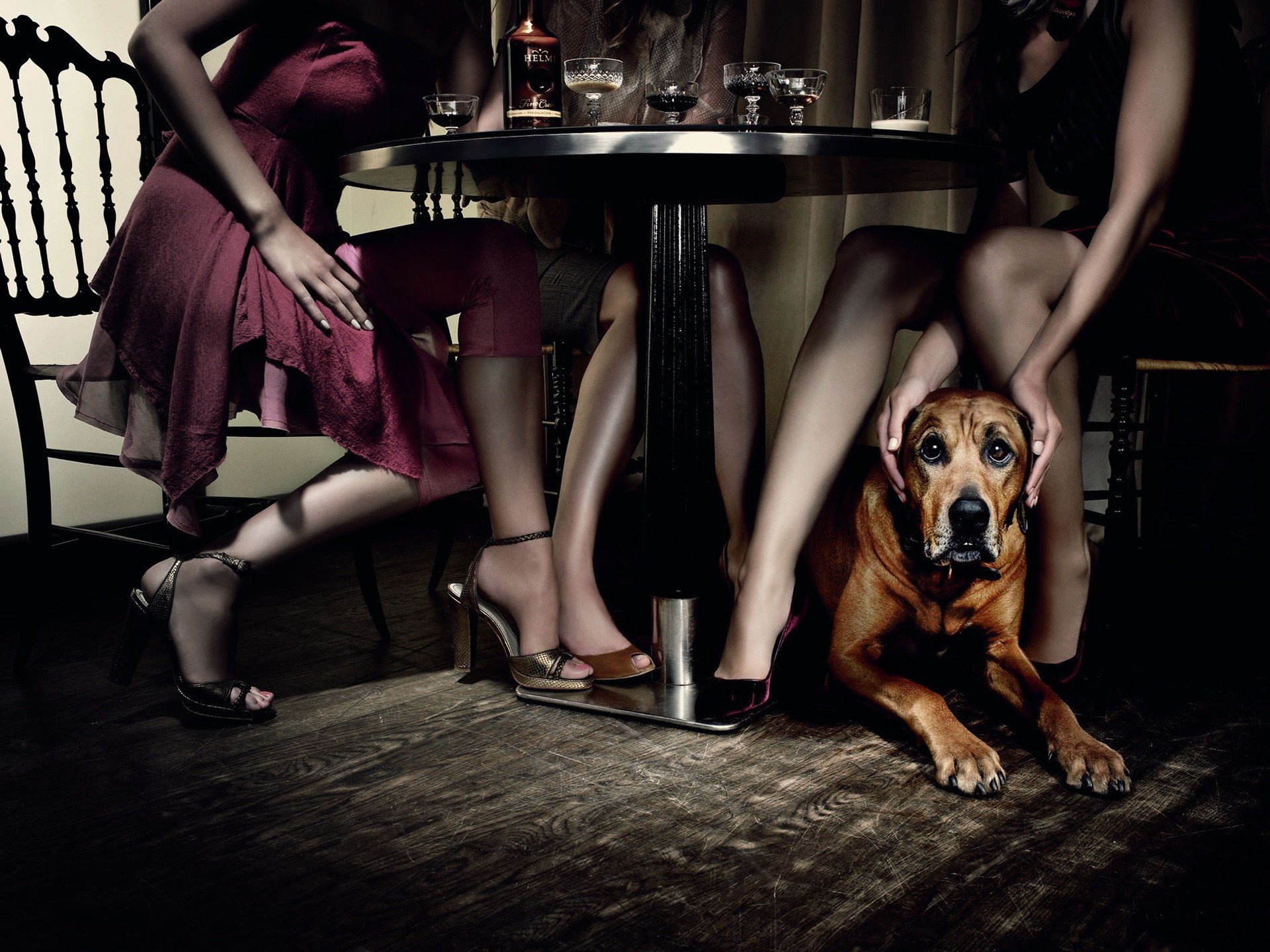 Обои стол, собака, девушки, ресторан, table, dog, girls, restaurant разрешение 1920x1440 Загрузить