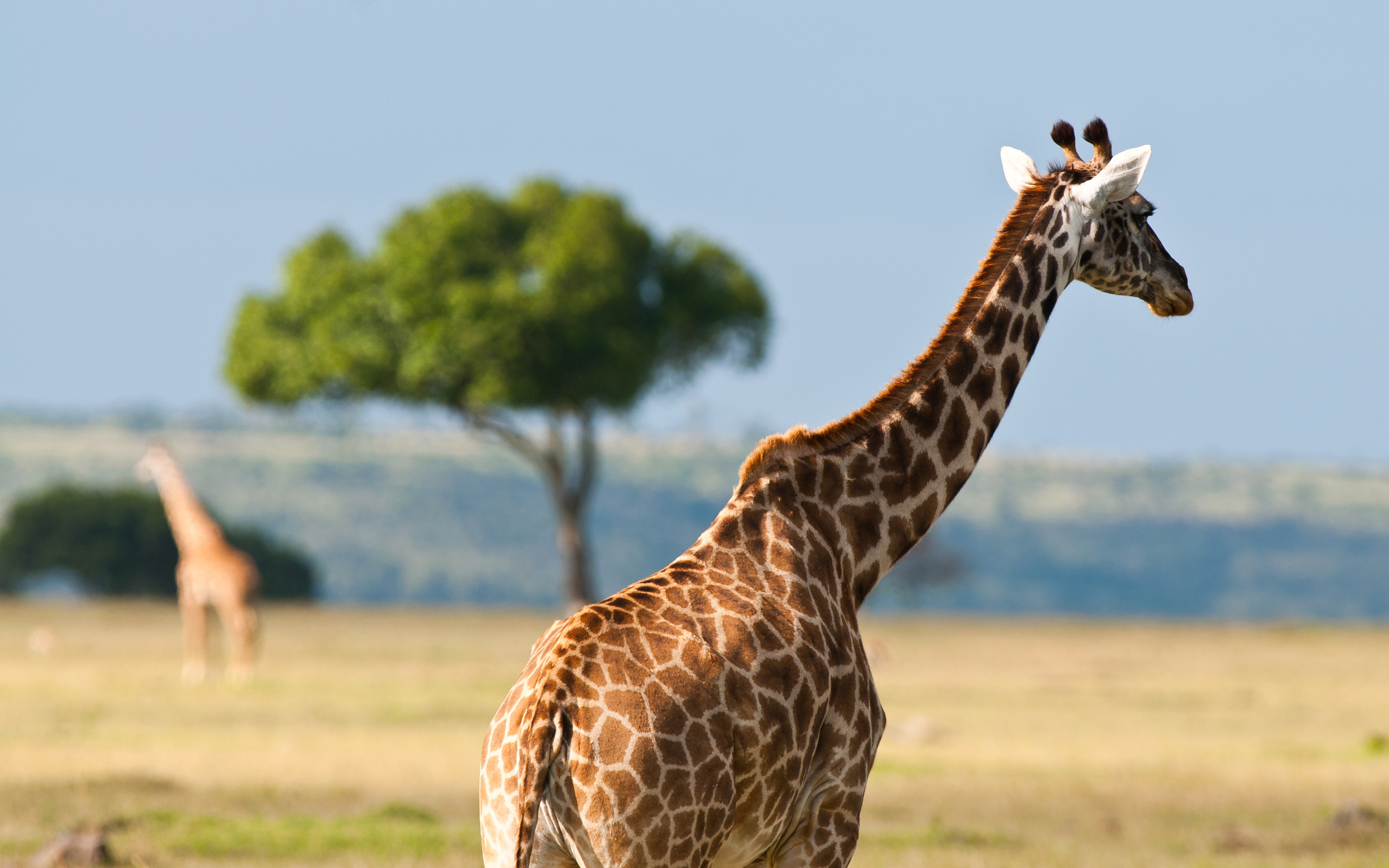 Обои пятна, жираф, саванна, шея, spot, giraffe, savannah, neck разрешение 2560x1600 Загрузить