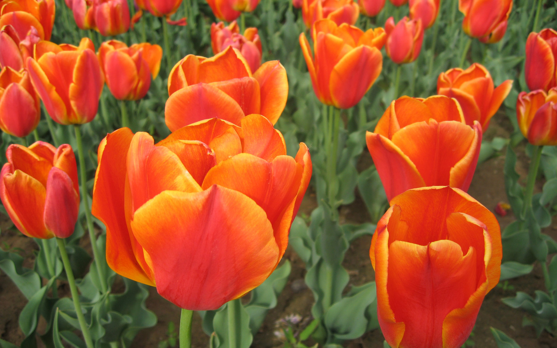 Обои цветы, бутоны, лепестки, тюльпаны, тульпаны, flowers, buds, petals, tulips разрешение 1920x1200 Загрузить