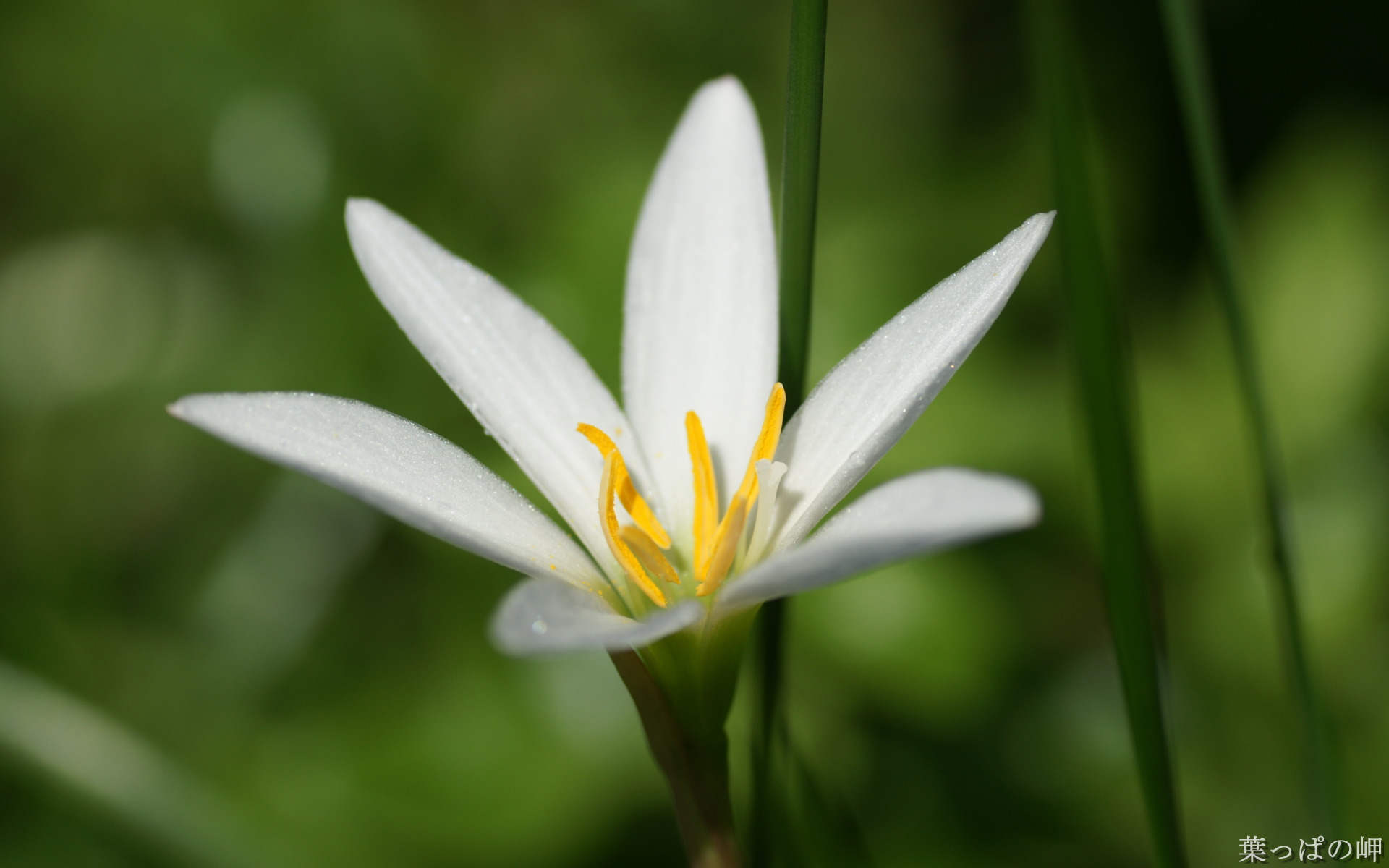 Обои макро, фон, цветок, лепестки, белый, лилия, бутон, macro, background, flower, petals, white, lily, bud разрешение 1920x1200 Загрузить