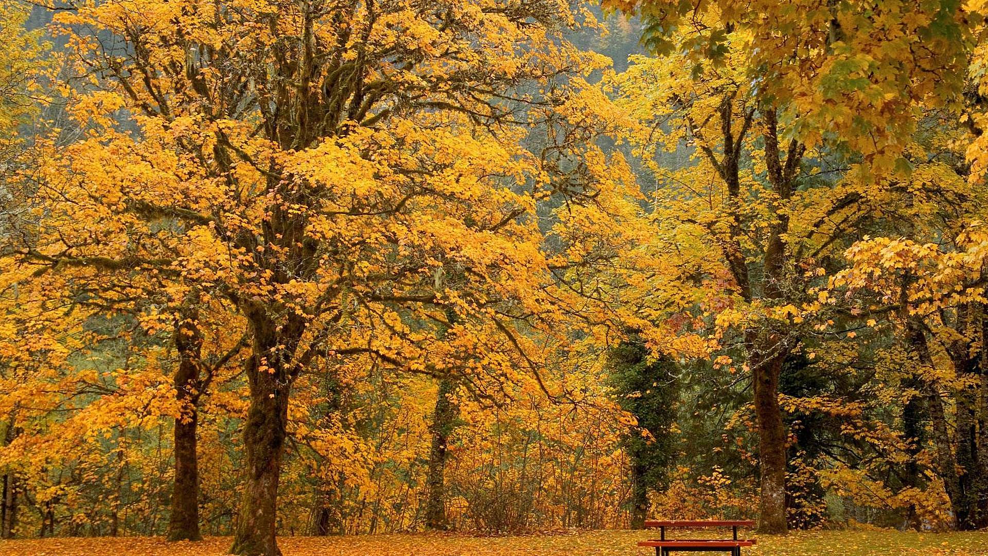 Обои деревья, парк, листва, осень, скамейка, trees, park, foliage, autumn, bench разрешение 1920x1080 Загрузить