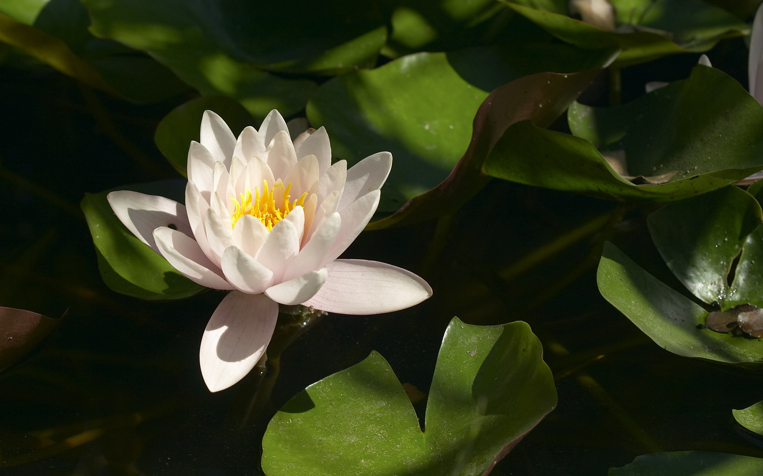 Обои листья, цветок, лепестки, кувшинки, водяная лилия, leaves, flower, petals, water lilies, water lily разрешение 2560x1600 Загрузить