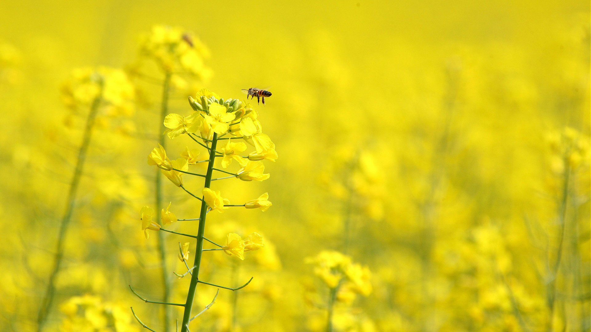 Обои цветы, насекомое, крылья, пчела, желтые, рапс, flowers, insect, wings, bee, yellow, rape разрешение 1920x1080 Загрузить