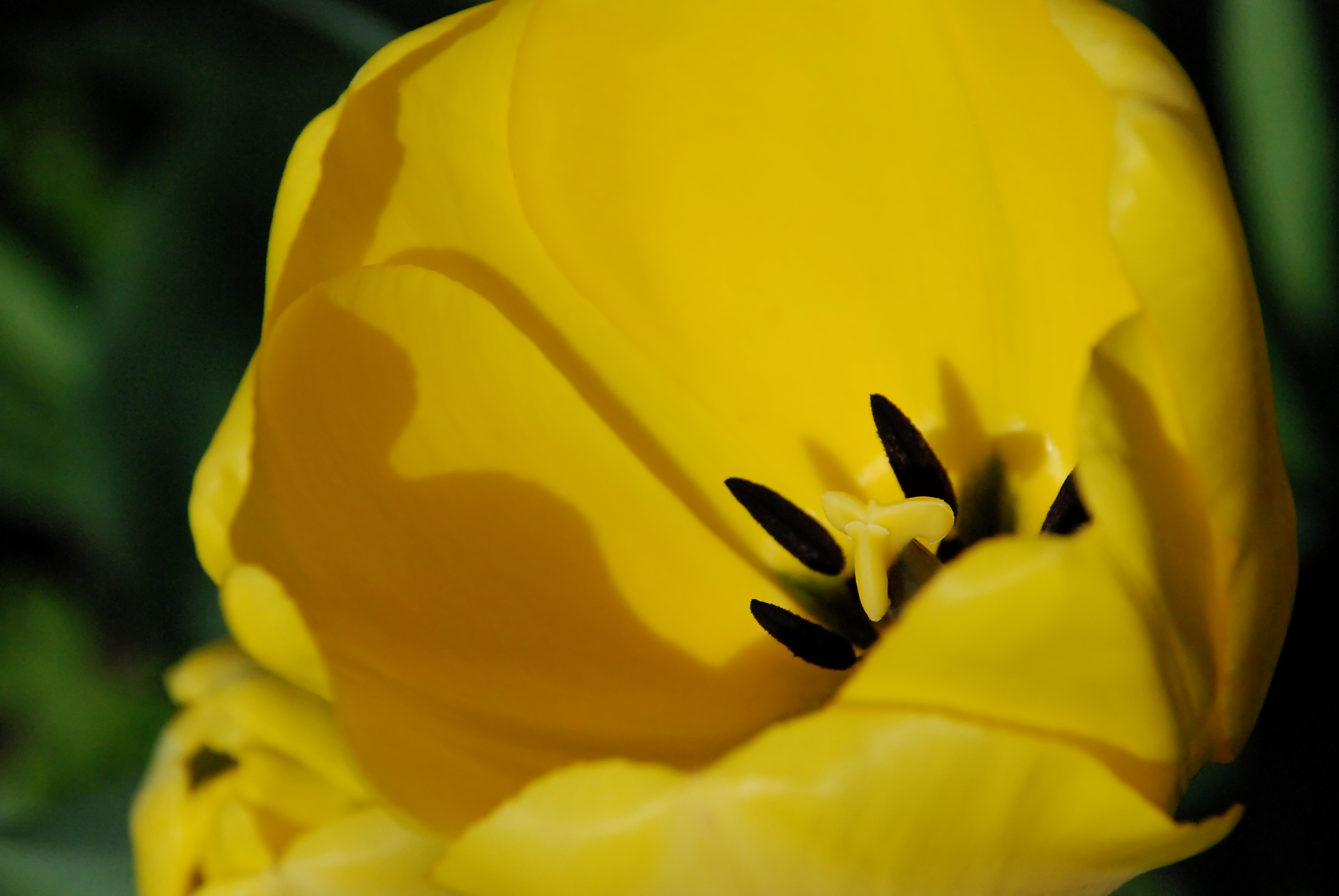 Обои цветок, лепестки, тюльпан, желтые, крупным планом, flower, petals, tulip, yellow, closeup разрешение 3872x2592 Загрузить