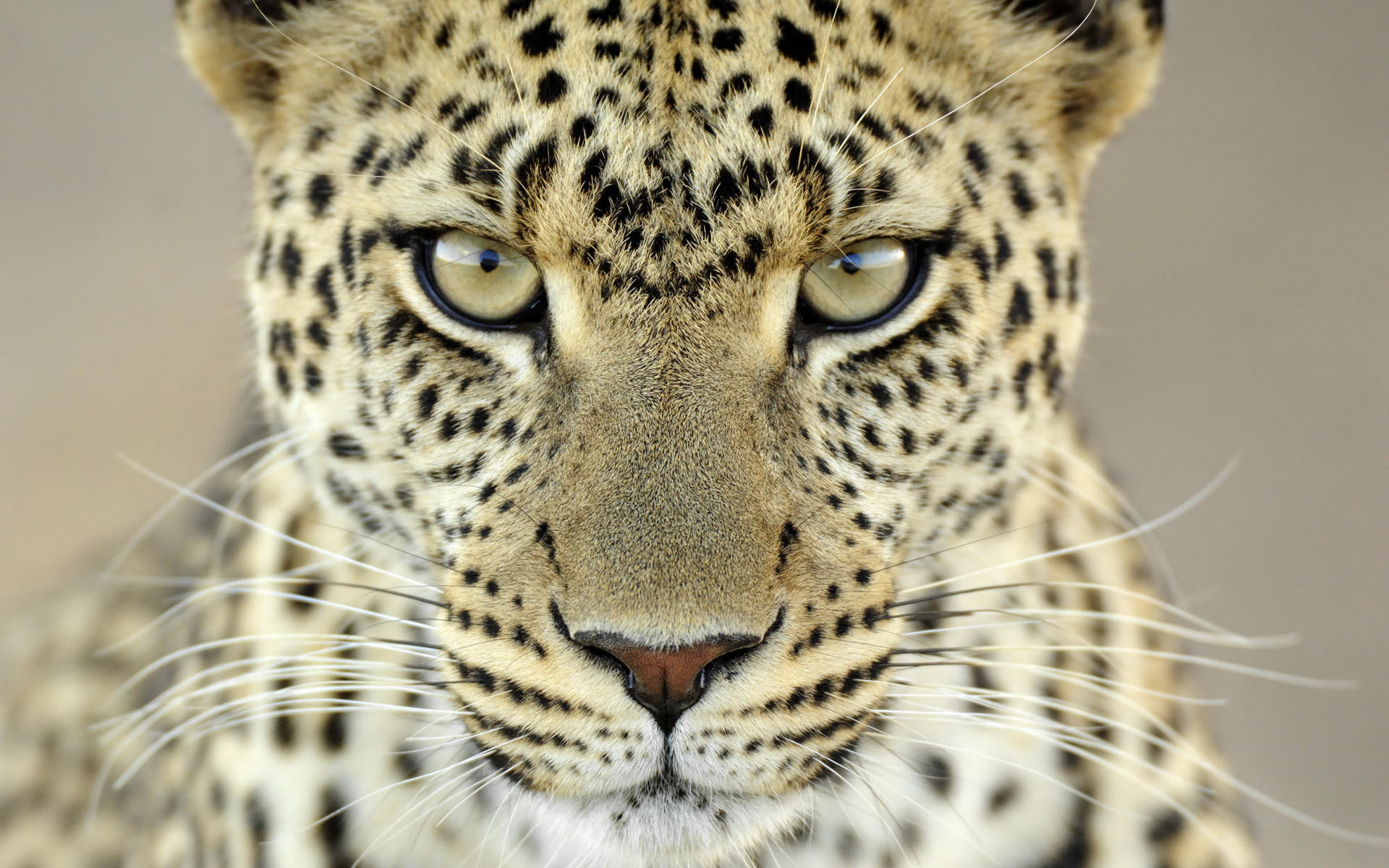 Обои взгляд, леопард, look, leopard разрешение 1920x1200 Загрузить