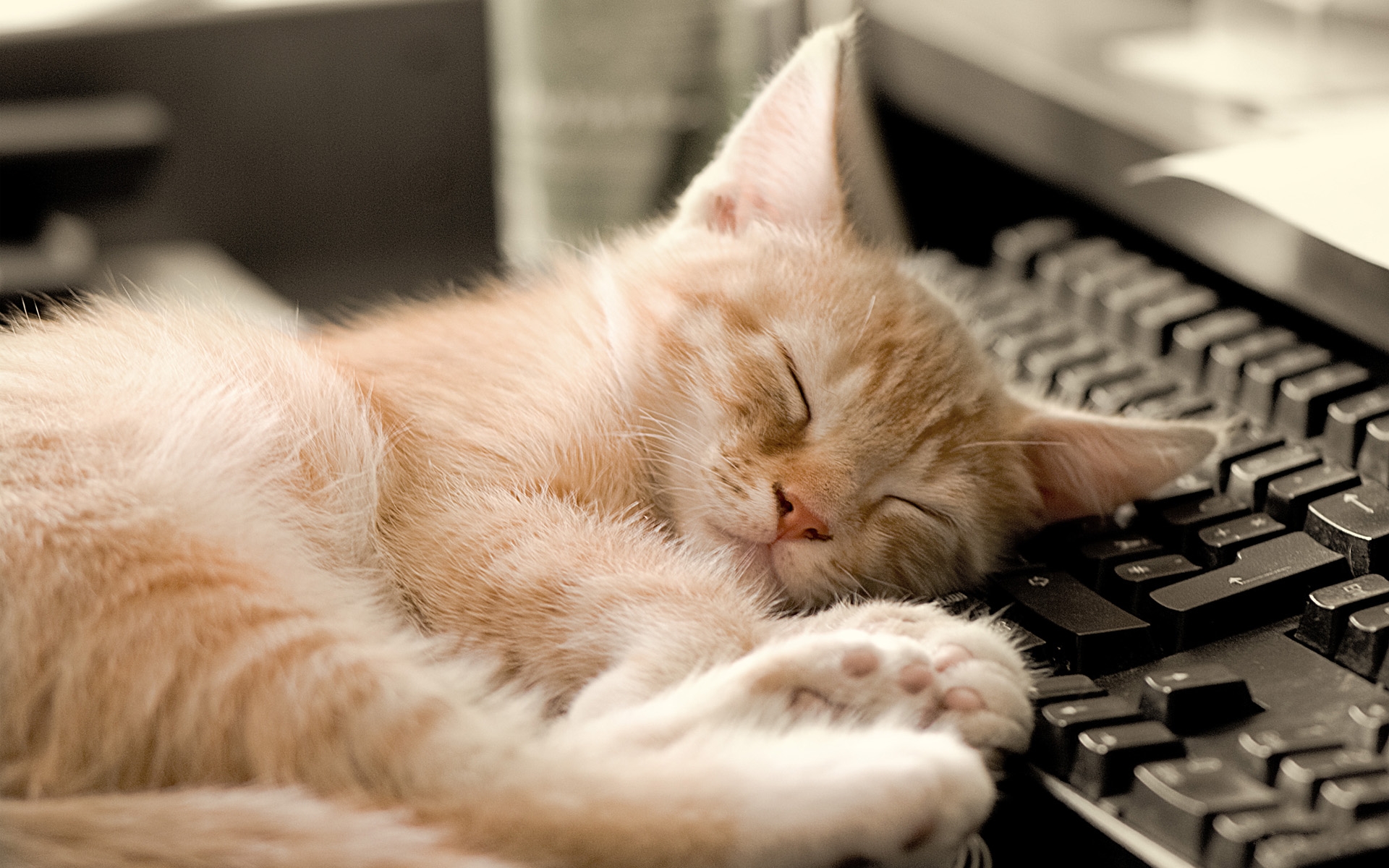 Обои кот, кошка, котенок, спит, клавиатура, рыжий, cat, kitty, sleeping, keyboard, red разрешение 1920x1200 Загрузить