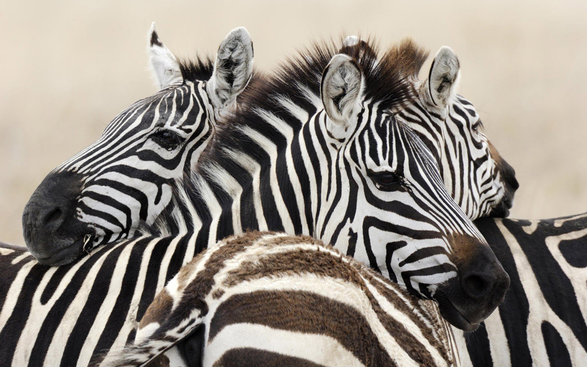 Обои зебра, животные, африка, зебры, zebra, animals, africa разрешение 1920x1200 Загрузить