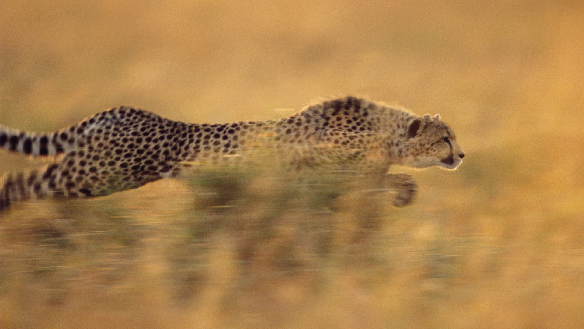 Обои бег, гепард, стремительный, running, cheetah, rapid разрешение 1920x1080 Загрузить