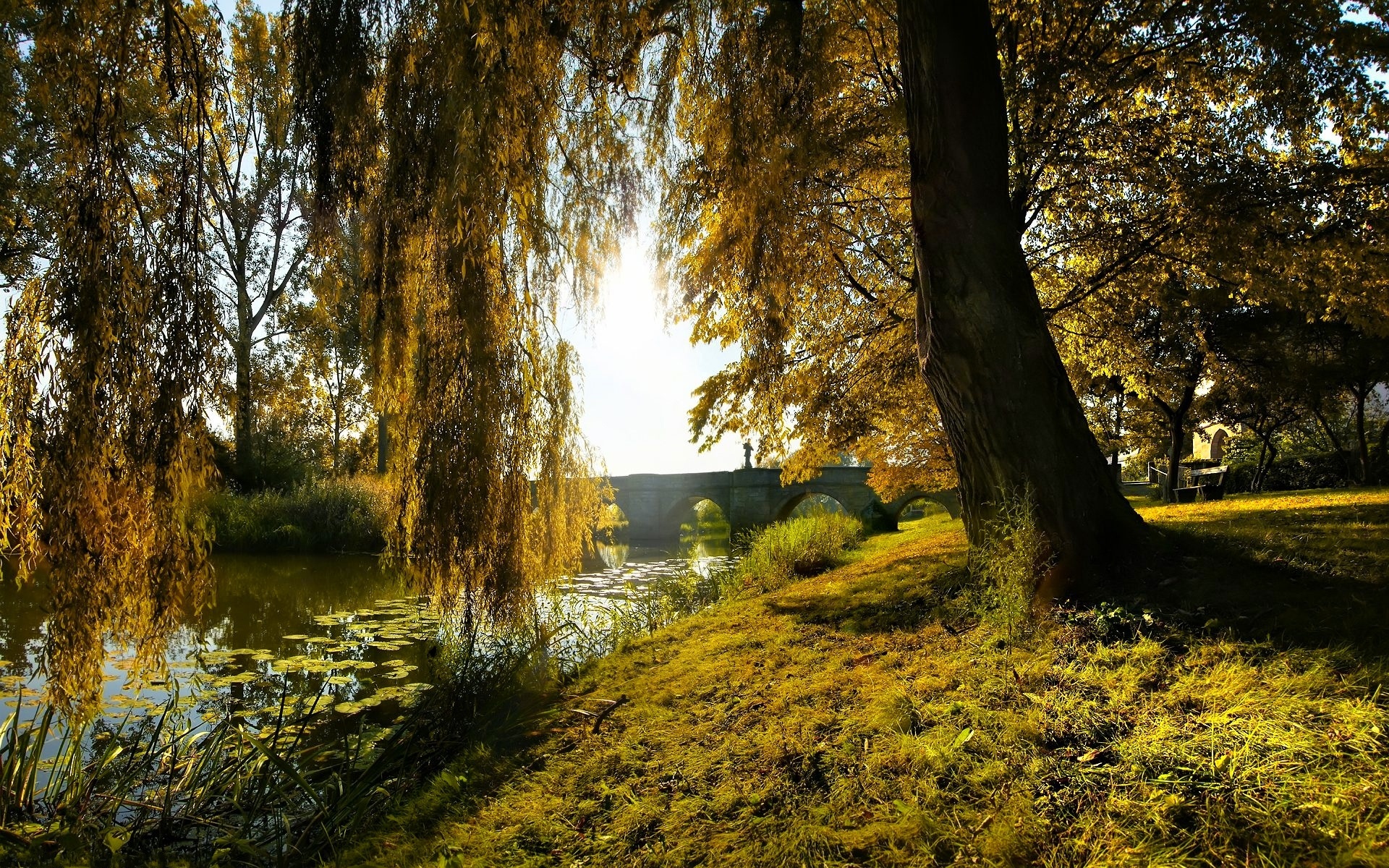 Обои трава, лилии, дерево, зелень, лес, ветки, мост, арки, ствол, grass, lily, tree, greens, forest, branches, bridge, arch, trunk разрешение 1920x1200 Загрузить