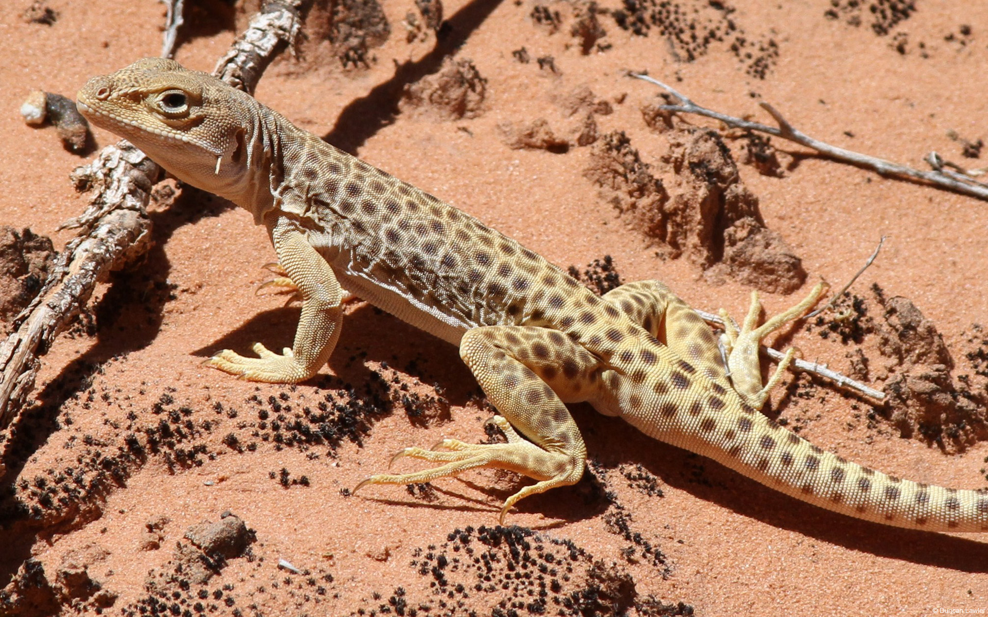 Обои песок, пустыня, ящерица, геккон, рептилия, пресмыкающиеся, sand, desert, lizard, gecko, reptile, reptiles разрешение 1920x1200 Загрузить