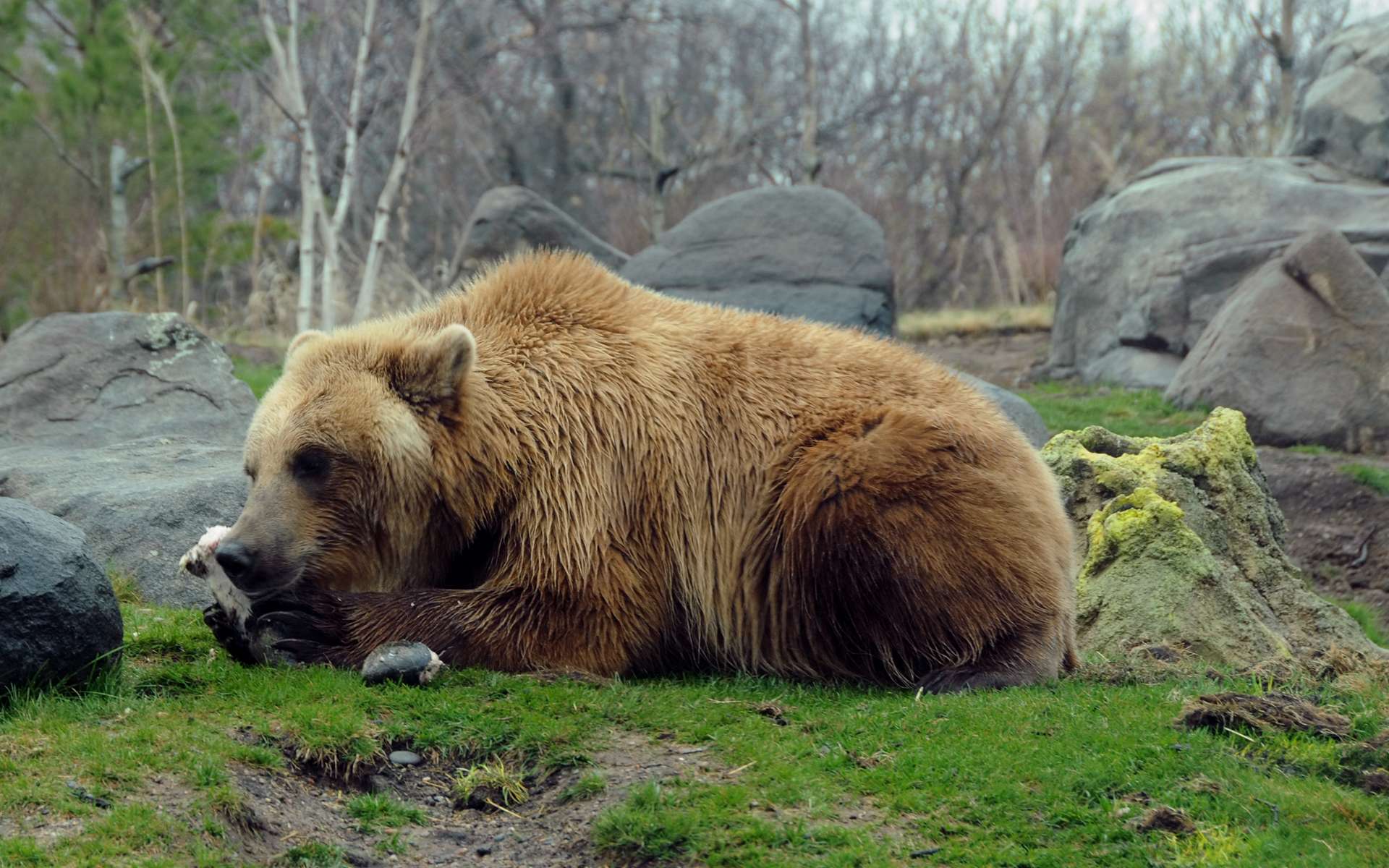 Обои природа, камни, медведь, хищник, гризли, nature, stones, bear, predator, grizzly разрешение 1920x1200 Загрузить