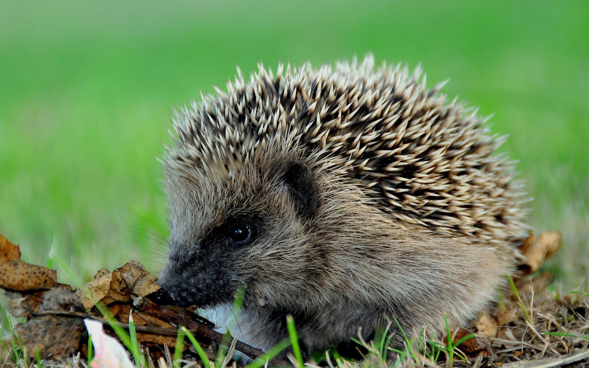 Обои трава, листья, осень, колючки, животное, ежик, еж, grass, leaves, autumn, barb, animal, hedgehog разрешение 1920x1200 Загрузить