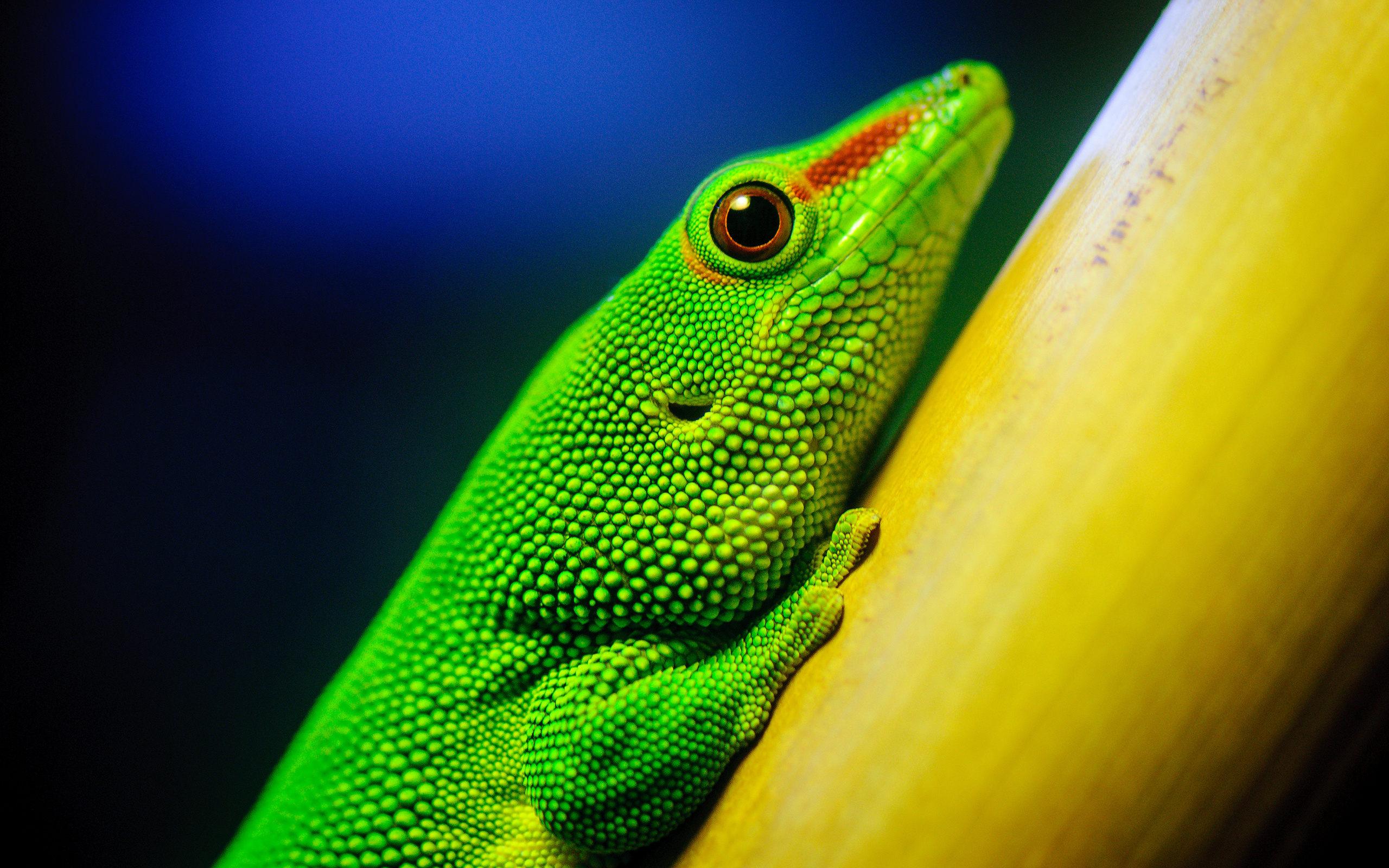 Обои макро, ящерица, зеленая, рептилия, california academy of sciences, macro, lizard, green, reptile разрешение 2560x1600 Загрузить