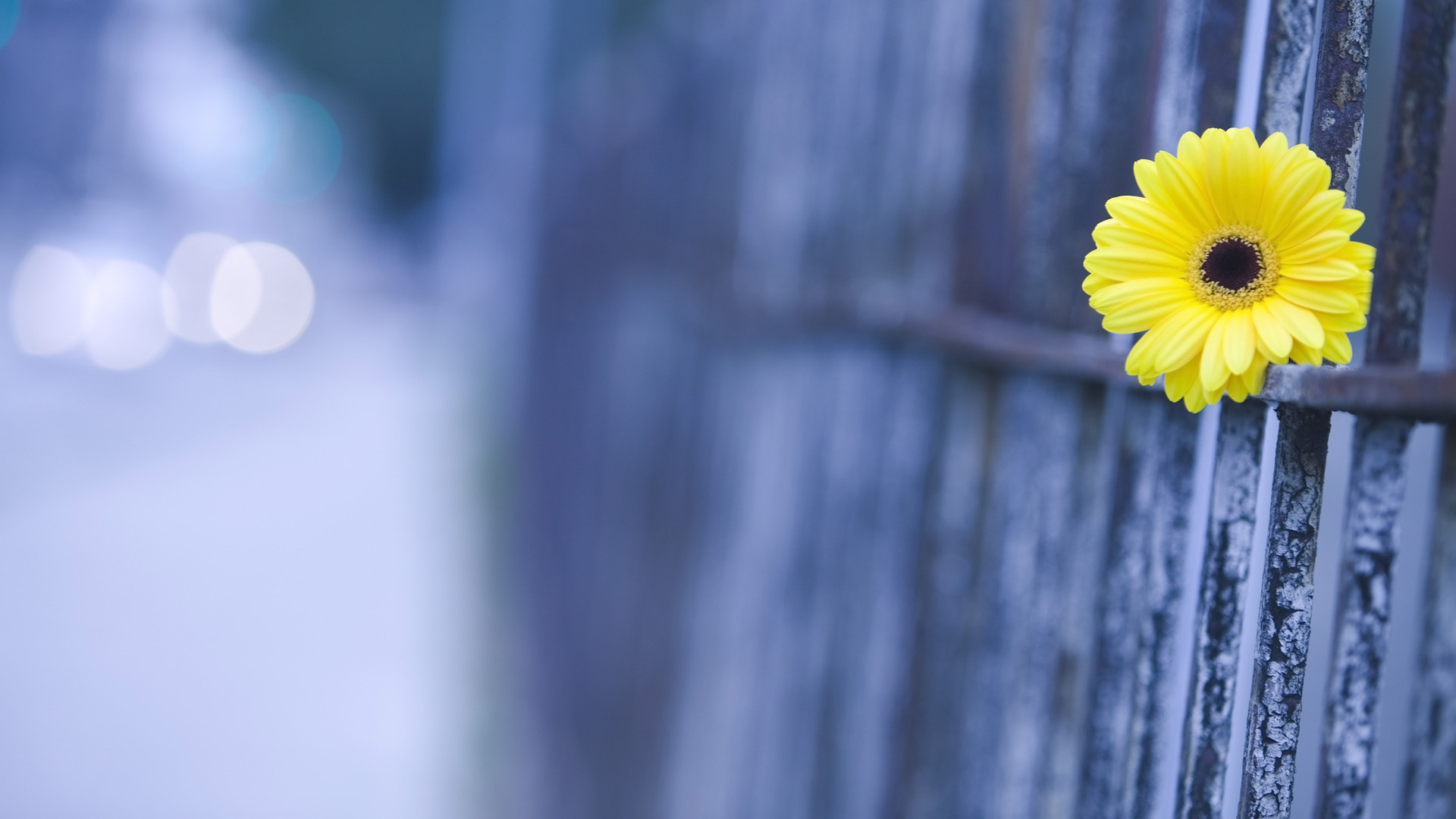 Обои макро, цветок, забор, размытие, гербера, cvetok, makro, zabor, razmytie, macro, flower, the fence, blur, gerbera разрешение 1920x1080 Загрузить