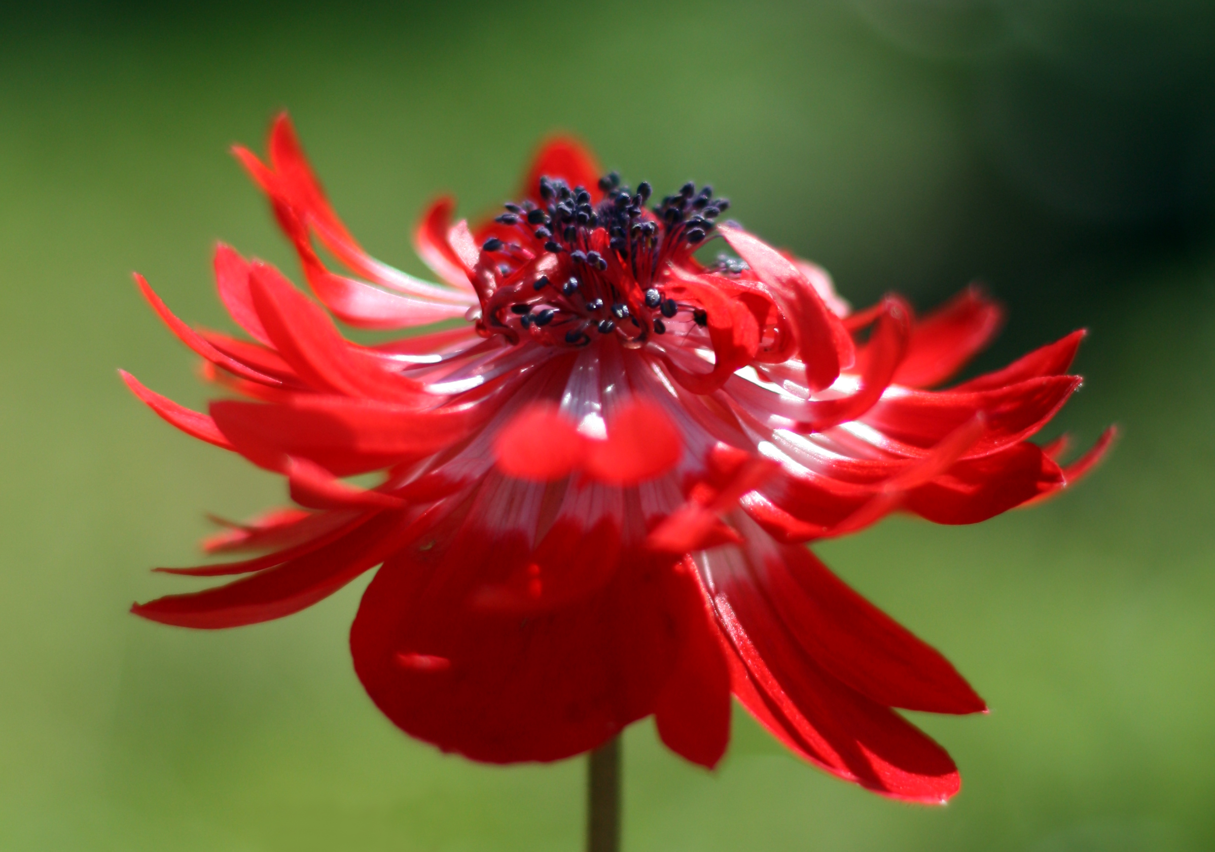 Обои цветок, лепестки, buton, centr, zerna, крупным планом, анемон, flower, petals, closeup, anemone разрешение 2396x1680 Загрузить