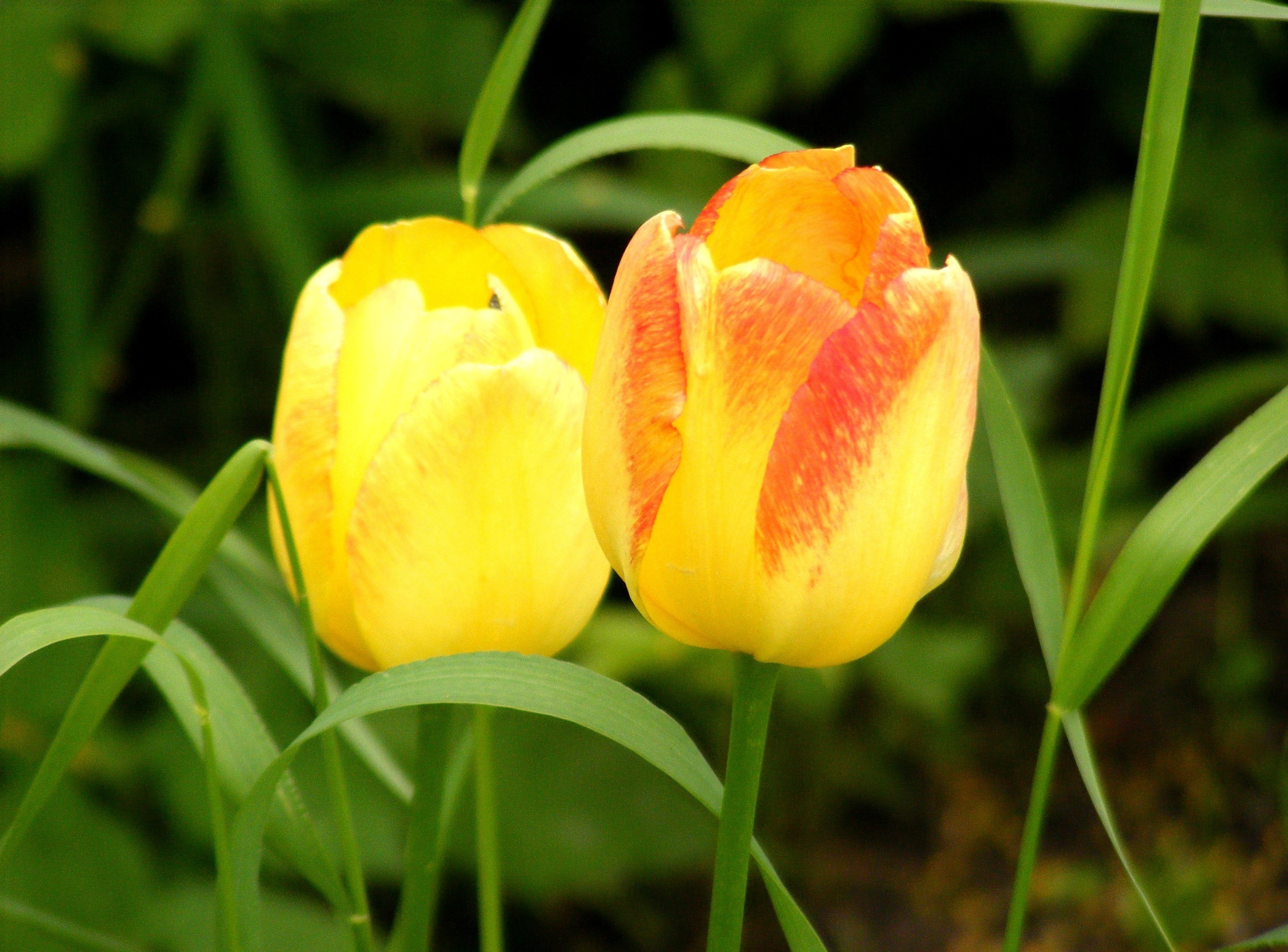 Обои цветы, трава, весна, тюльпаны, два, желтые, cvety, vesna, tyulpany, butony, flowers, grass, spring, tulips, two, yellow разрешение 3072x2269 Загрузить