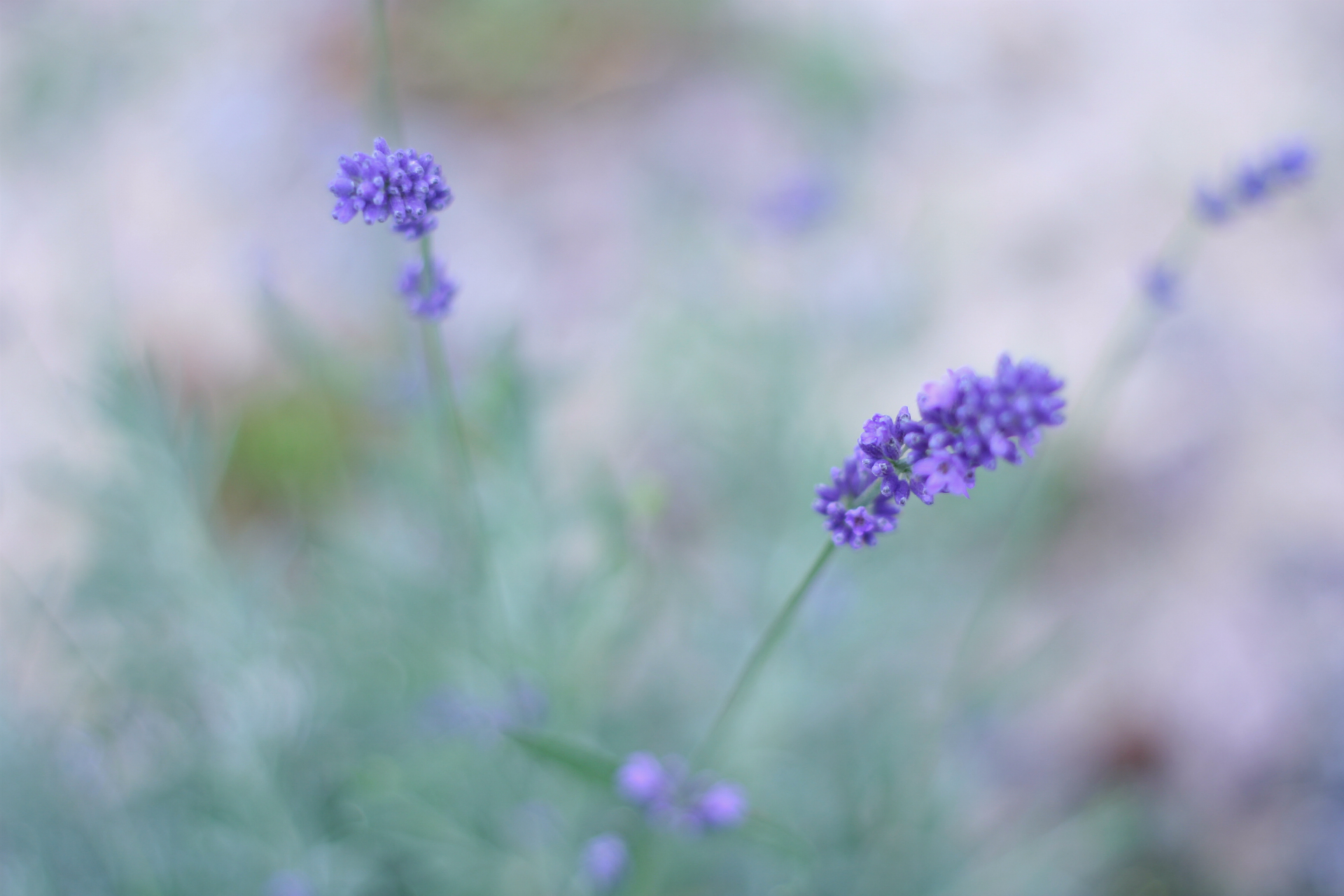 Обои цветы, макро, поле, лаванда, сиреневый, flowers, macro, field, lavender, lilac разрешение 1920x1280 Загрузить