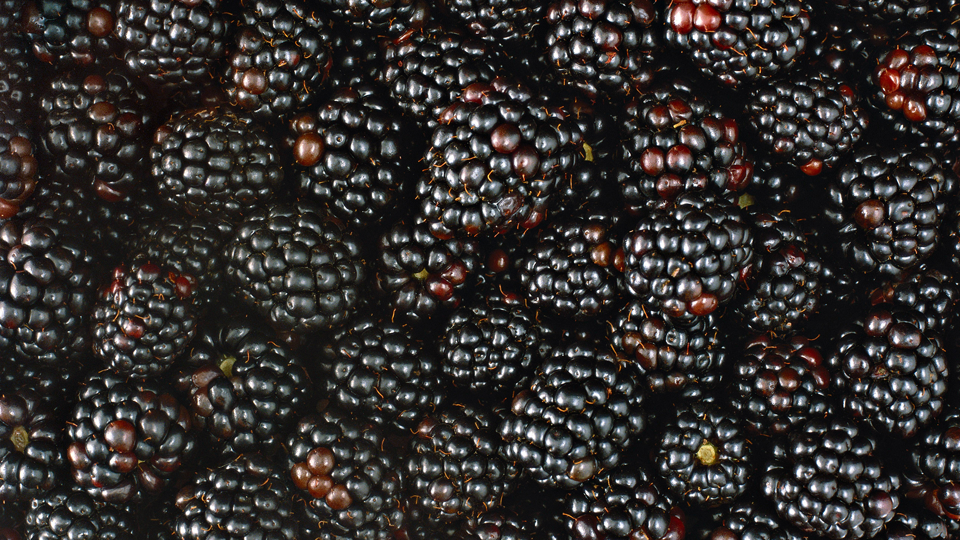 Обои макро, ягода, ягоды, много, ежевика, macro, berry, berries, a lot, blackberry разрешение 1920x1080 Загрузить