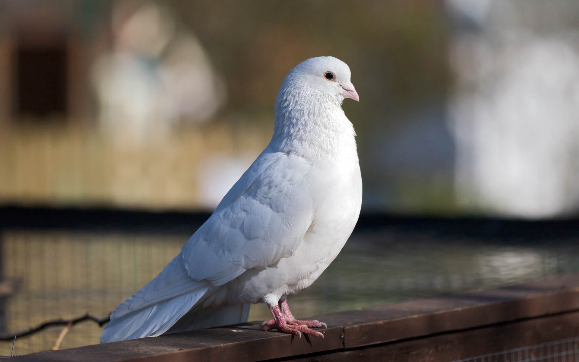 Обои белый, птица, красивый, голубь, white, bird, beautiful, dove разрешение 1920x1200 Загрузить