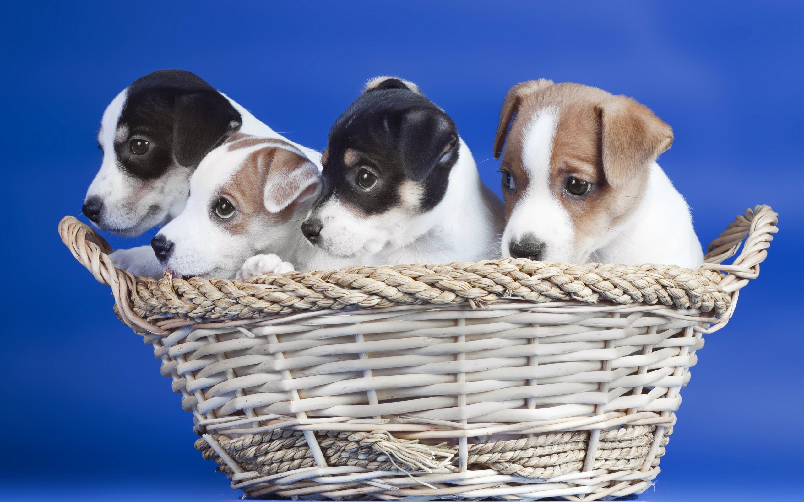 Обои корзина, щенки, синий фон, собаки, basket, puppies, blue background, dogs разрешение 2560x1600 Загрузить