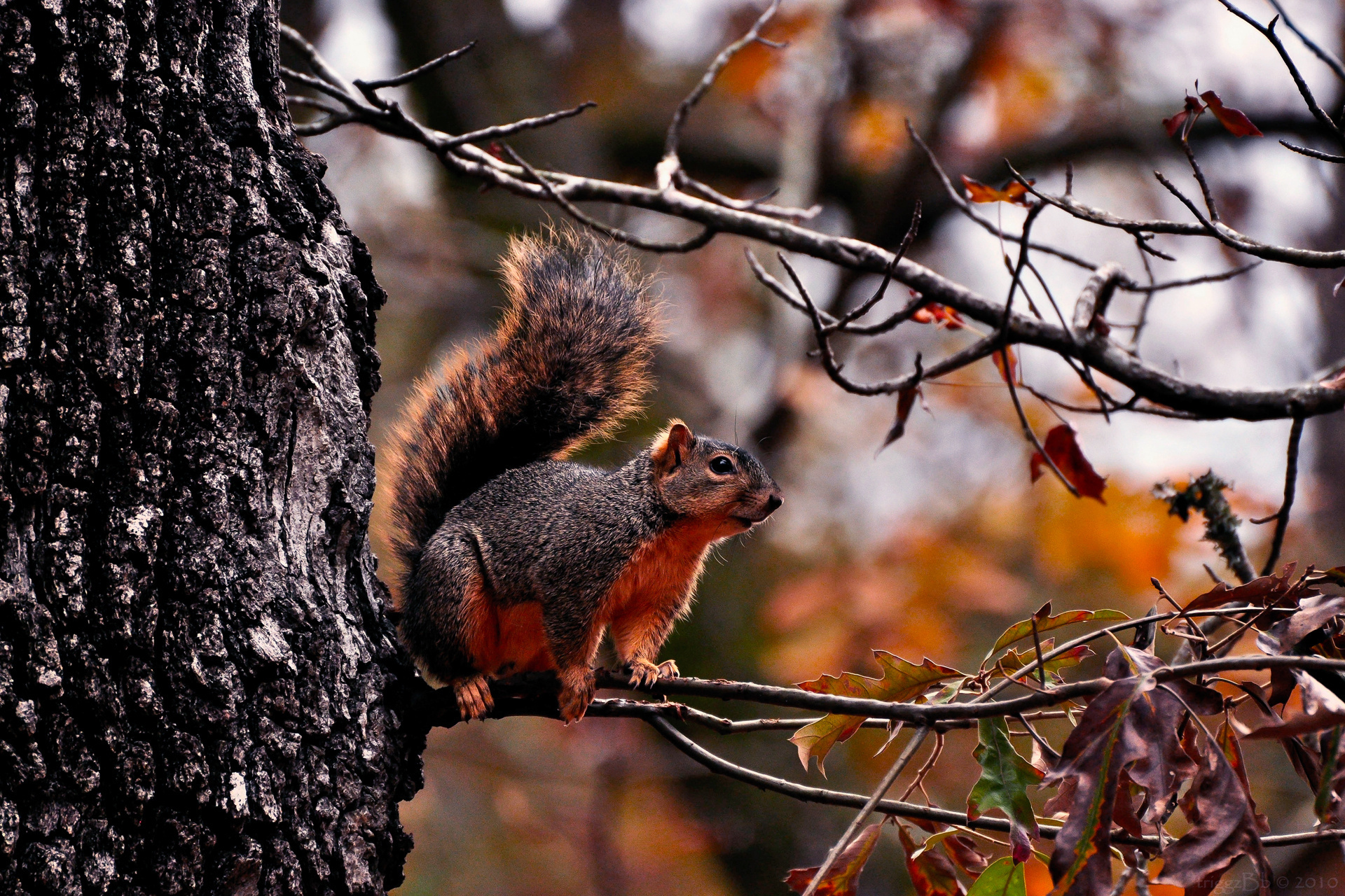 Обои дерево, лес, животные, ветки, листва, осень, белка, tree, forest, animals, branches, foliage, autumn, protein разрешение 1920x1280 Загрузить