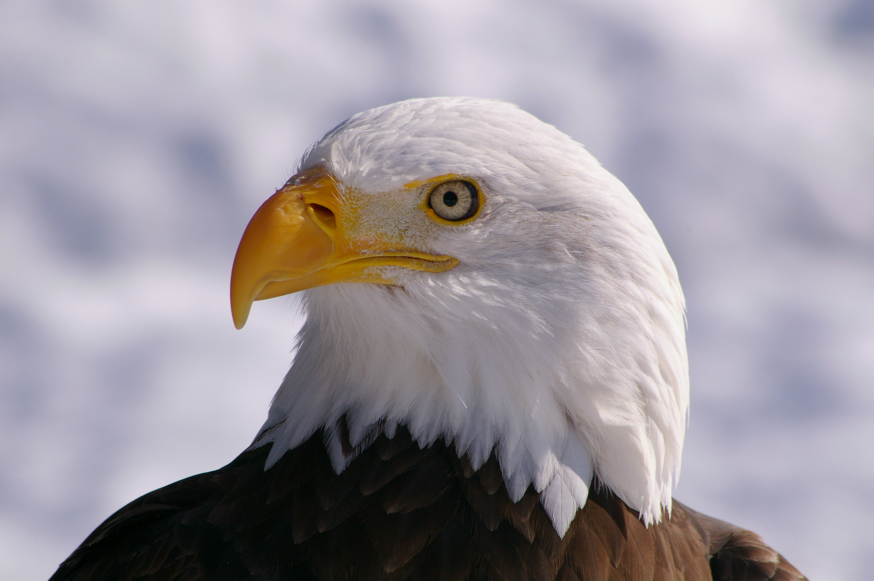 Обои взгляд, профиль, птица, клюв, белоголовый орлан, птаха, look, profile, bird, beak, bald eagle разрешение 3008x2000 Загрузить