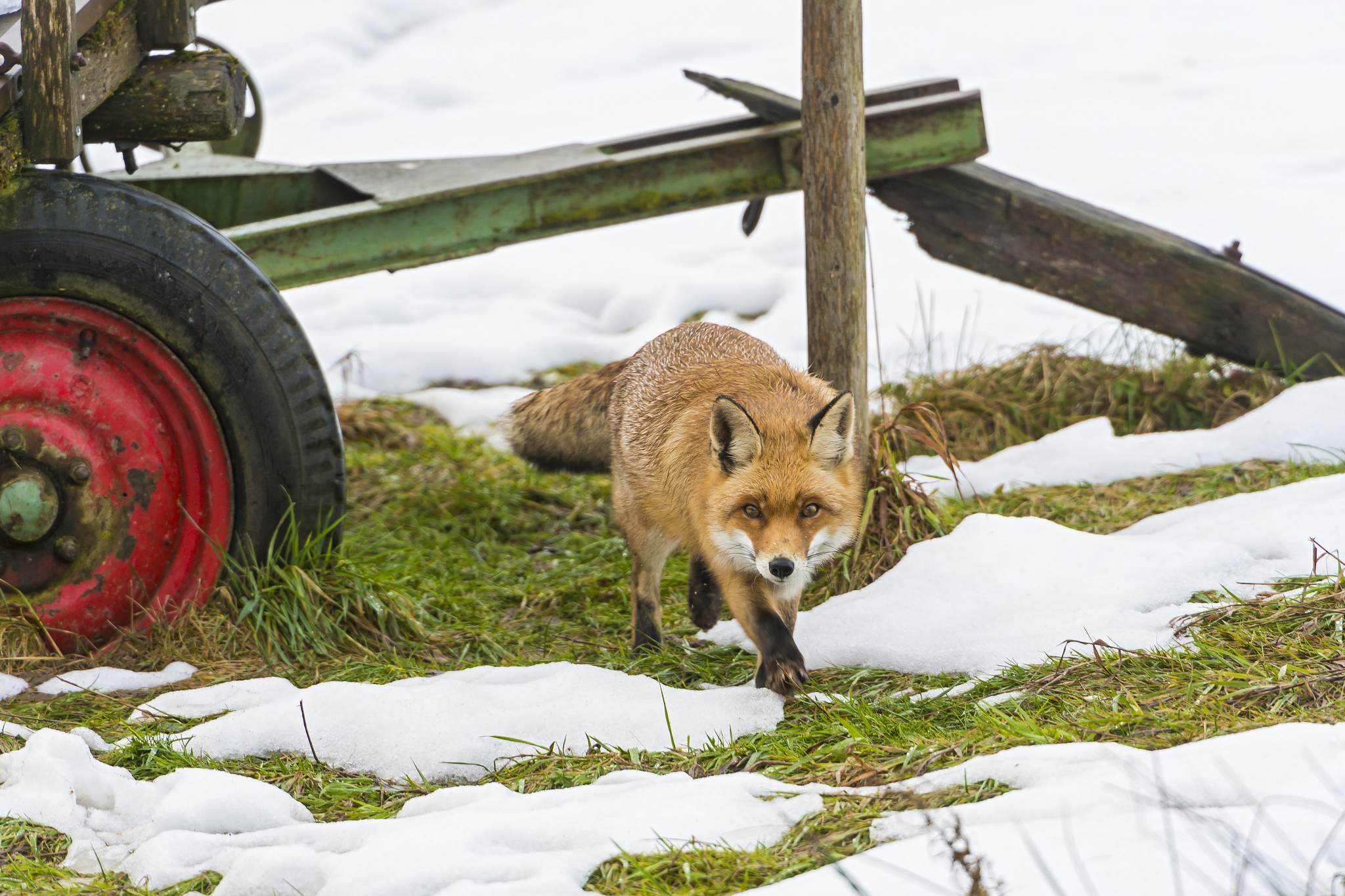 Обои трава, снег, лиса, лисица, колесо, grass, snow, fox, wheel разрешение 2048x1365 Загрузить