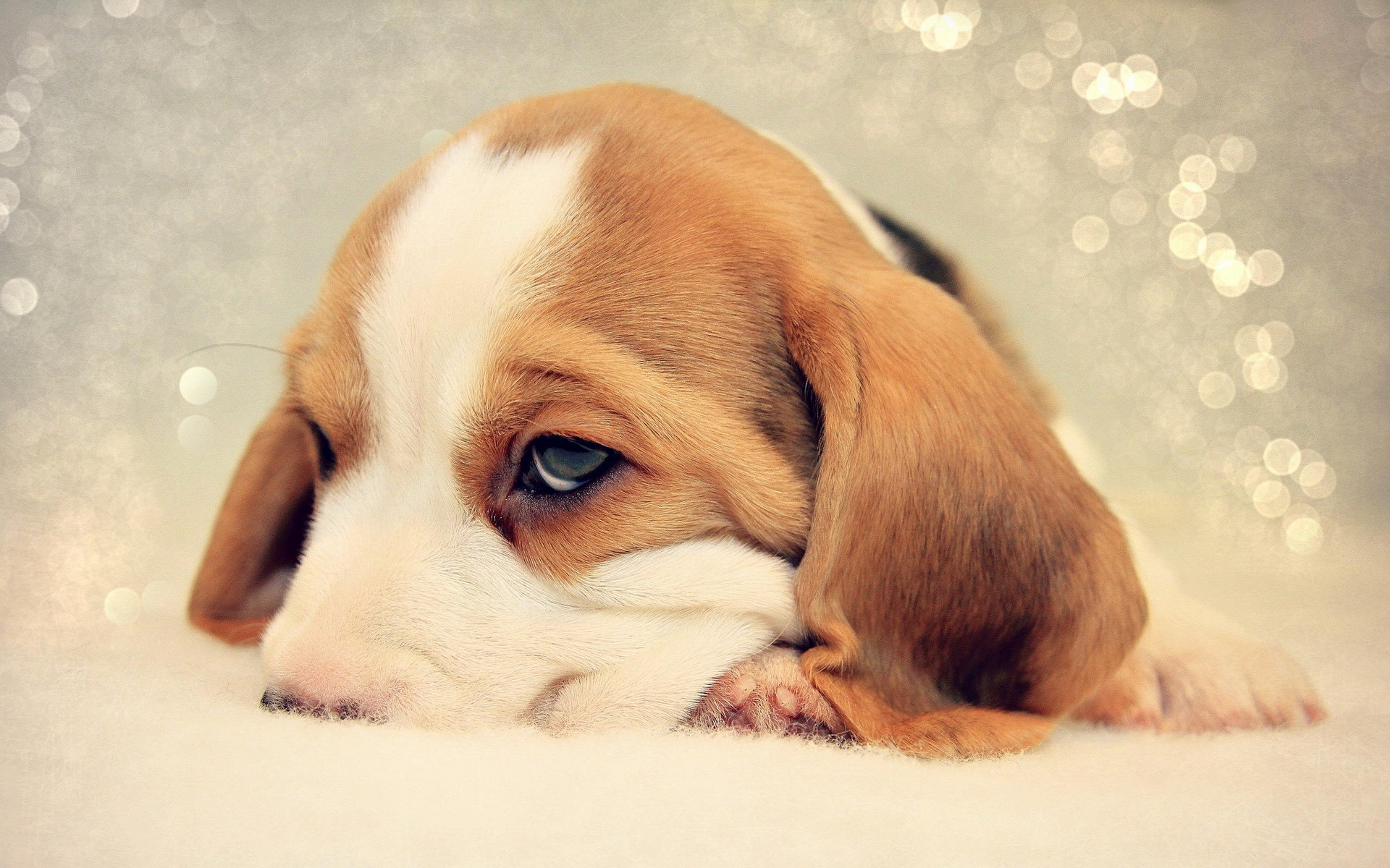 Обои грусть, собака, щенок, бигль, sadness, dog, puppy, beagle разрешение 1920x1200 Загрузить