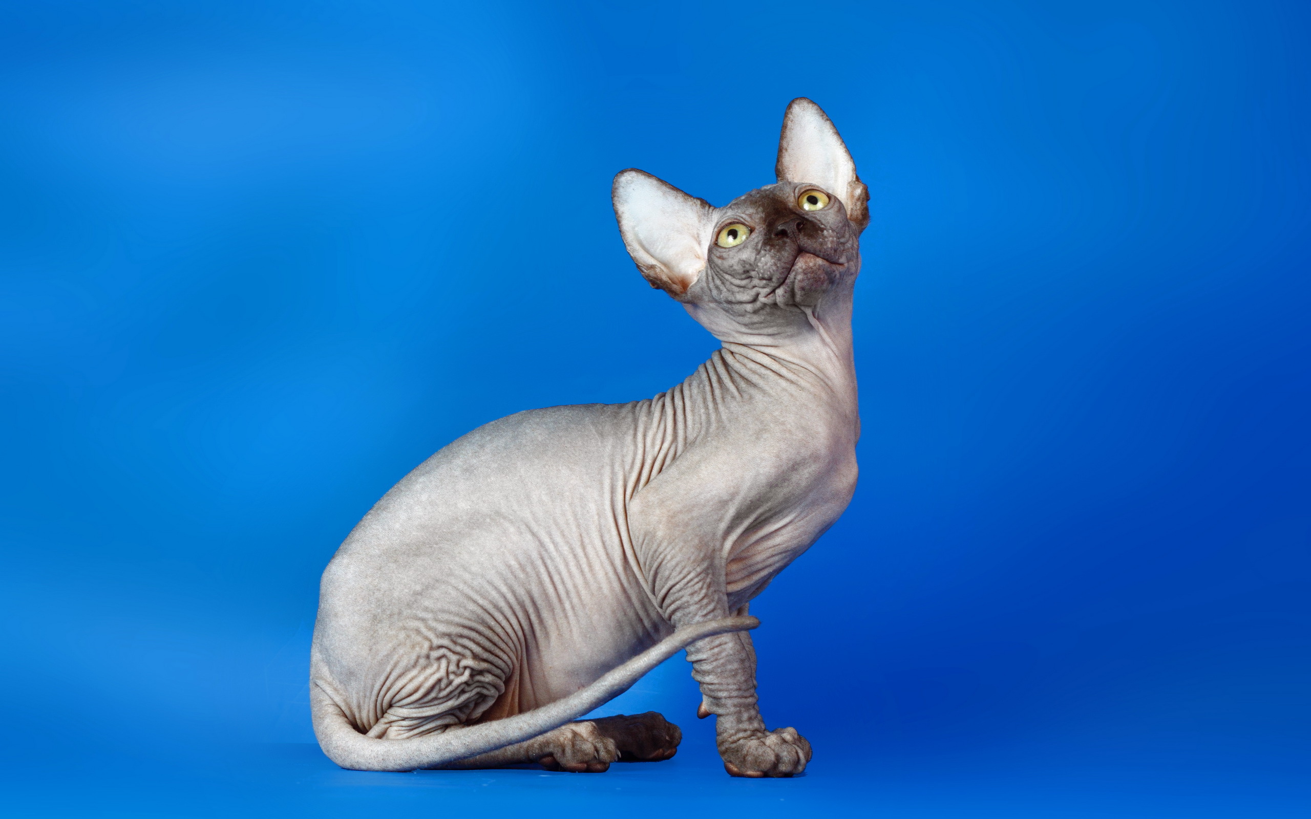 Обои кот, кошка, взгляд, синий фон, сфинкс, cat, look, blue background, sphinx разрешение 2560x1600 Загрузить