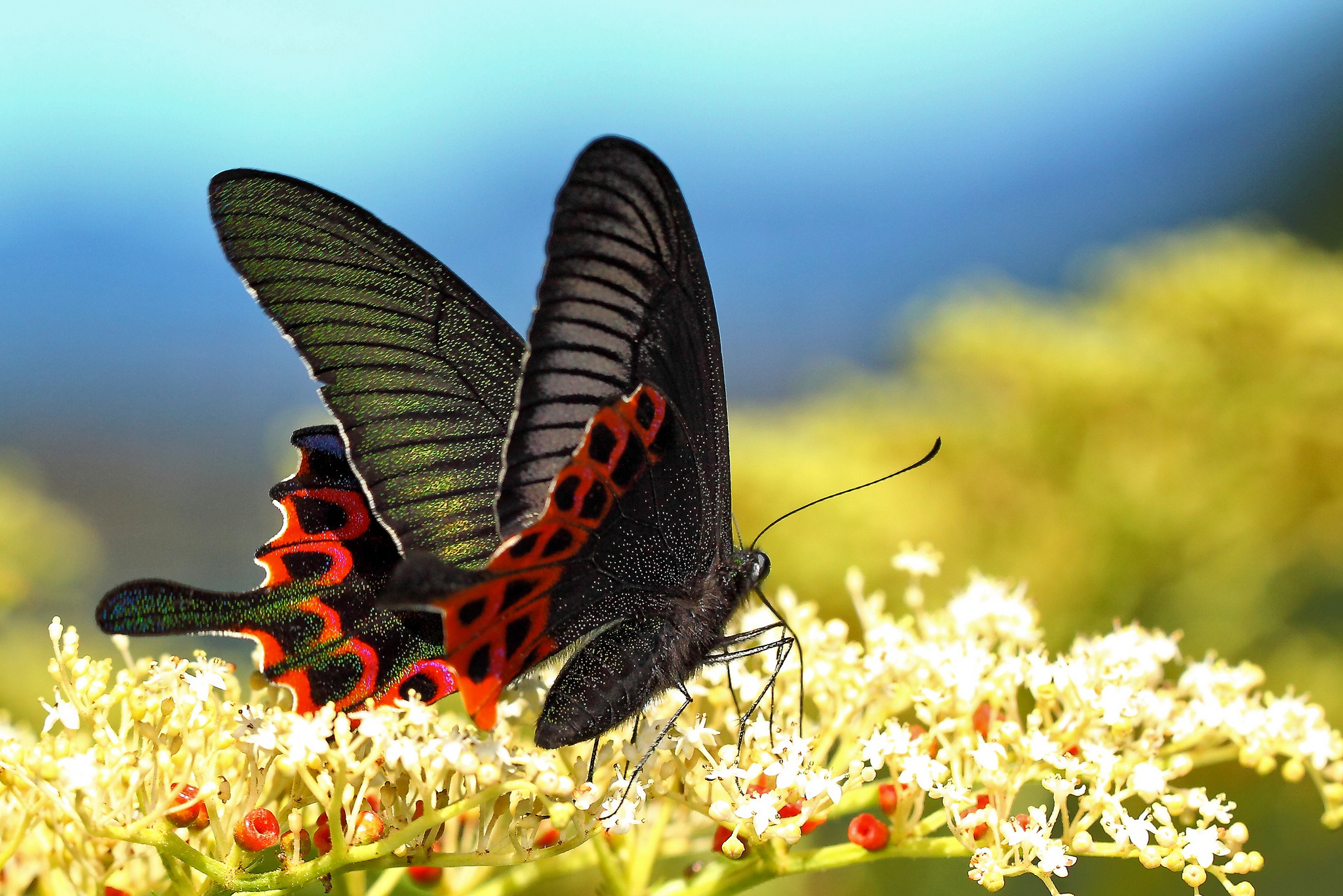 Обои цветы, макро, бабочка, крылья, насекомые, размытость, flowers, macro, butterfly, wings, insects, blur разрешение 2048x1366 Загрузить