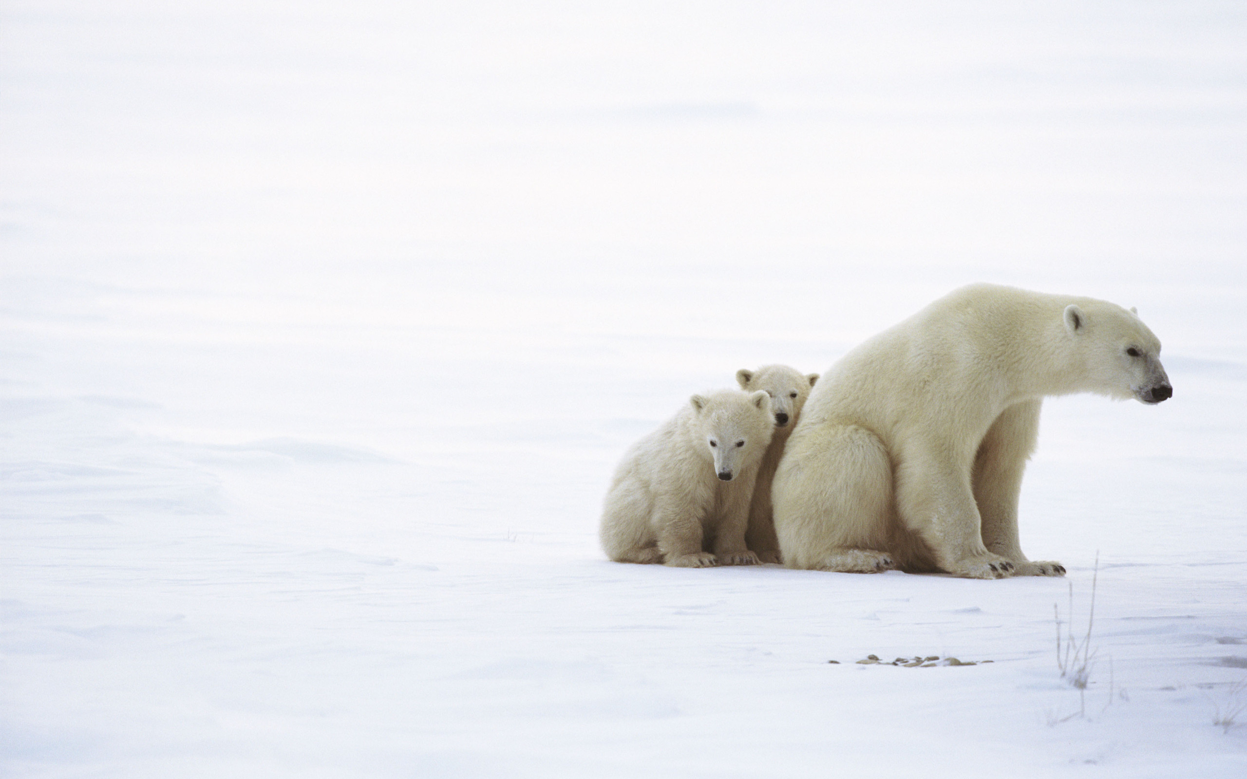 Обои медведь, белый, медведица, медвежата, bear, white, bears разрешение 2560x1600 Загрузить