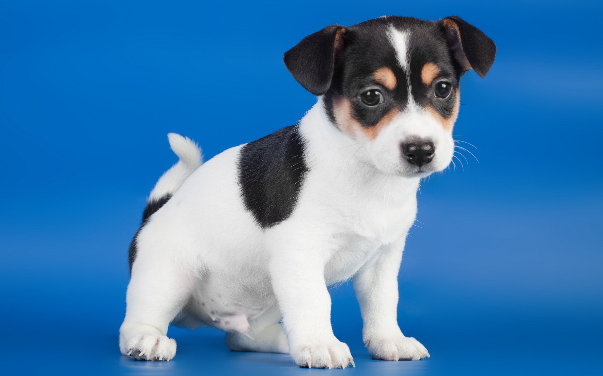 Обои собака, щенок, синий фон, джек-рассел-терьера, dog, puppy, blue background, jack russell terrier разрешение 2560x1600 Загрузить